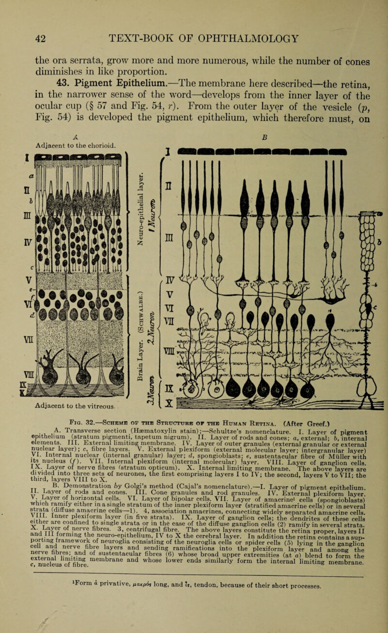 the ora serrata, grow more and more numerous, while the number of cones diminishes in like proportion. 43. Pigment Epithelium.—The membrane here described—the retina, in the narrower sense of the word—develops from the inner layer of the ocular cup (§ 57 and Fig. 54, r). From the outer layer of the vesicle (p, Fig. 54) is developed the pigment epithelium, which therefore must, on Fig. 32.—Scheme of the Structure op the Human Retina. (After Greef.) . A- Transverse section (Hsematoxylin stain);—Schultze’s nomenclature. I. Layer of pigment epithelium (stratum pigmenti, tapetum nigrum). II. Layer of rods and cones; a, external; b, internal elements. III. External limiting membrane. IV. Layer of outer granules (external granular or external nuclear layer); c, fibre layers. V. External plexiform (external molecular layer; intergranular layer) VI. Internal nuclear (internal granular) layer; d, spongioblasts; e, sustentacular fibre of Müller with its nucleus (/). VII. Internal plexiform (internal molecular) layer. VIII. Layer of ganglion cells. IX. Layer of nerve fibres (stratum opticum). X. Internal limiting membrane. The above layers are divided into three sets of neurones, the first comprising layers I to IV; the second, layers V to VII• the third, layers VIII to X. R- Demonstration by Golgi s method (Cajal s nomenclature).—I. Layer of pigment epithelium. 11. Layer of rods and cones. III. Cone granules and rod granules. IV. External plexiform layer v- Layer of horizontal cells. VI. Layer of bipolar cells. VII. Layer of amacrinei cells (spongioblasts) which ramify either in a single stratum of the inner plexiform layer (stratified amacrine cells) or in several strata Ulitluse amacrine cells—1) 4, association amacrines, connecting widely separated amacrine cells. \ III. Inner plexiform layer (in five strata). IX. Layer of ganglion cells; the dendrites of these cells either are confined to single strata or in the case of the diffuse ganglion cells (2) ramify in several strata. ?nrl 1\uefn?L?'fibres‘ 3^ntnfugalTrfibn4> The above layers constitute the retina proper, layers II Sorbnc! tihe fneuro_eP!thellul71- IV to X the cerebral layer. In addition the retina contains a sup- Ll !n J i neuroglia consisting of the neuroglia cells or spider cells (5) lying in the ganglion nerve fihreserYn/nfe Y61? a4d sending ramifications into the plexiform layer and amfngg the nerve hbies, and of sustentacular fibres (6) whose broad upper extremities (at a) blend to form the “ft membrane and whose lower ends similarly form the internal limiting membrane. 1Form a privative, paKpos long, and is, tendon, because of their short processes.