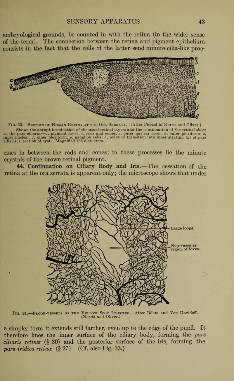 embryological grounds, be counted in with the retina (in the wider sense of the term). The connection between the retina and pigment epithelium consists in the fact that the cells of the latter send minute cilia-like proc- Fig. 33.—Section of Human Retina at the Ora Serrata. (After Piersol in Norris and Oliver.) Shows the abrupt termination of the usual retinal layers and the continuation of the retinal sheet as the pars ciliaris.—a, pigment layer; b, rods and cones; c, outer nuclear layer; d, outer plexiform; e, inner nuclear; /, inner plexiform; o, ganglion cells; h, point of transition into inner stratum (k) of pars ciliaris; i, section of cyst. Magnified 165 diameters. esses in between the rods and cones; in these processes lie the minute crystals of the brown retinal pigment. 44. Continuation on Ciliary Body and Iris.—The cessation of the retina at the ora serrata is apparent only; the microscope shows that under Large loops. Non-vascular region of fovea. Fig. 34.—Blood-vessels of the Yellow Spot Injected. After Böhm and Von Davidoff. (Norris and Oliver.) a simpler form it extends still farther, even up to the edge of the pupil. It therefore lines the inner surface of the ciliary body, forming the pars ciliaris retinas (§ 30) and the posterior surface of the iris, forming the pars iridica retinae (§ 27). (Cf. also Fig, 33.)