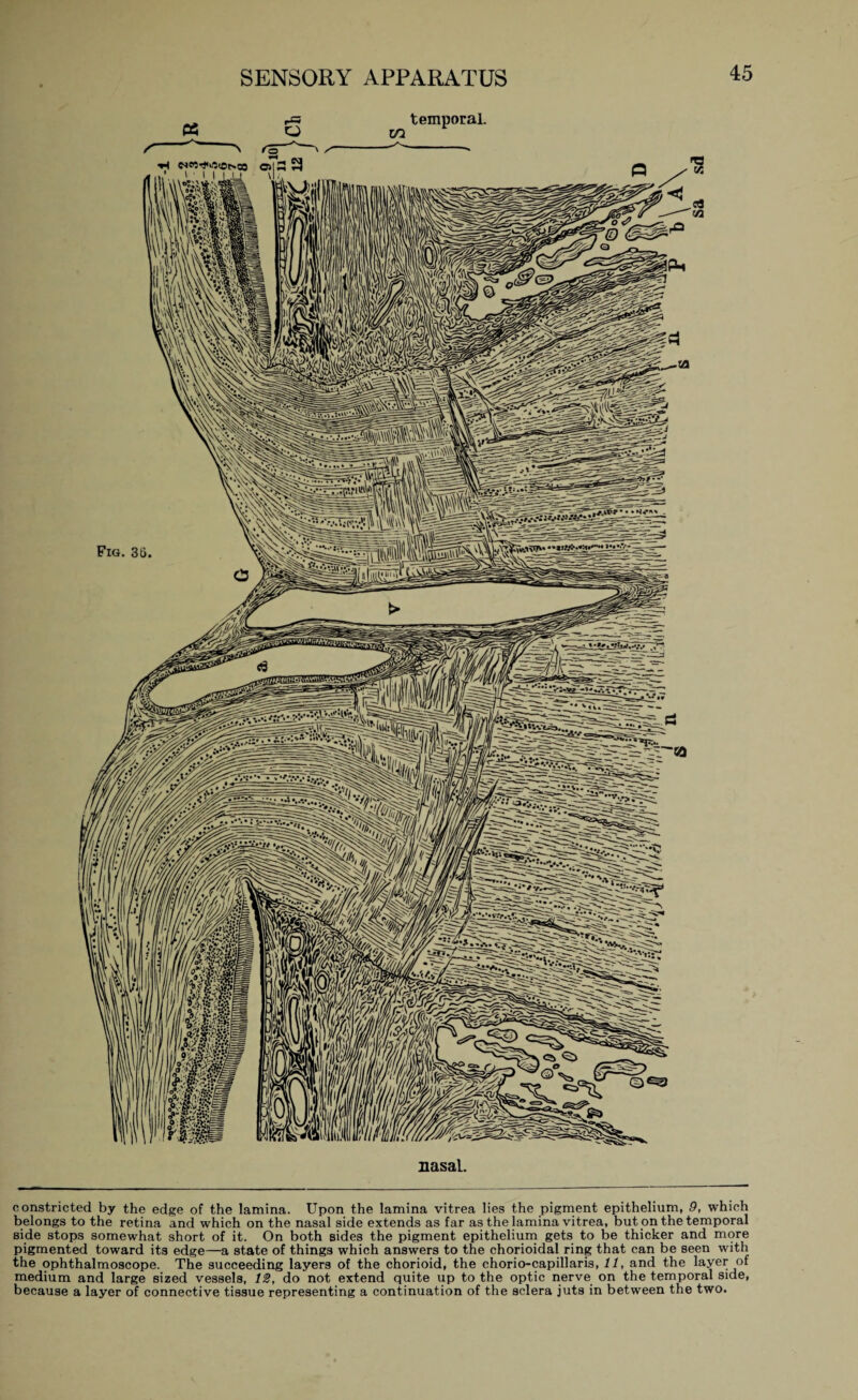 « p« o in temporal. ro ' ^ ■H os|S 3 ' I'll L.U nasal. constricted by the edge of the lamina. Upon the lamina vitrea lies the pigment epithelium, 9, which belongs to the retina and which on the nasal side extends as far as the lamina vitrea, but on the temporal side stops somewhat short of it. On both sides the pigment epithelium gets to be thicker and more pigmented toward its edge—a state of things which answers to the chorioidal ring that can be seen with the ophthalmoscope. The succeeding layers of the chorioid, the chorio-capillaris, 11, and the layer of medium and large sized vessels, 12, do not extend quite up to the optic nerve on the temporal side, because a layer of connective tissue representing a continuation of the sclera juts in between the two.