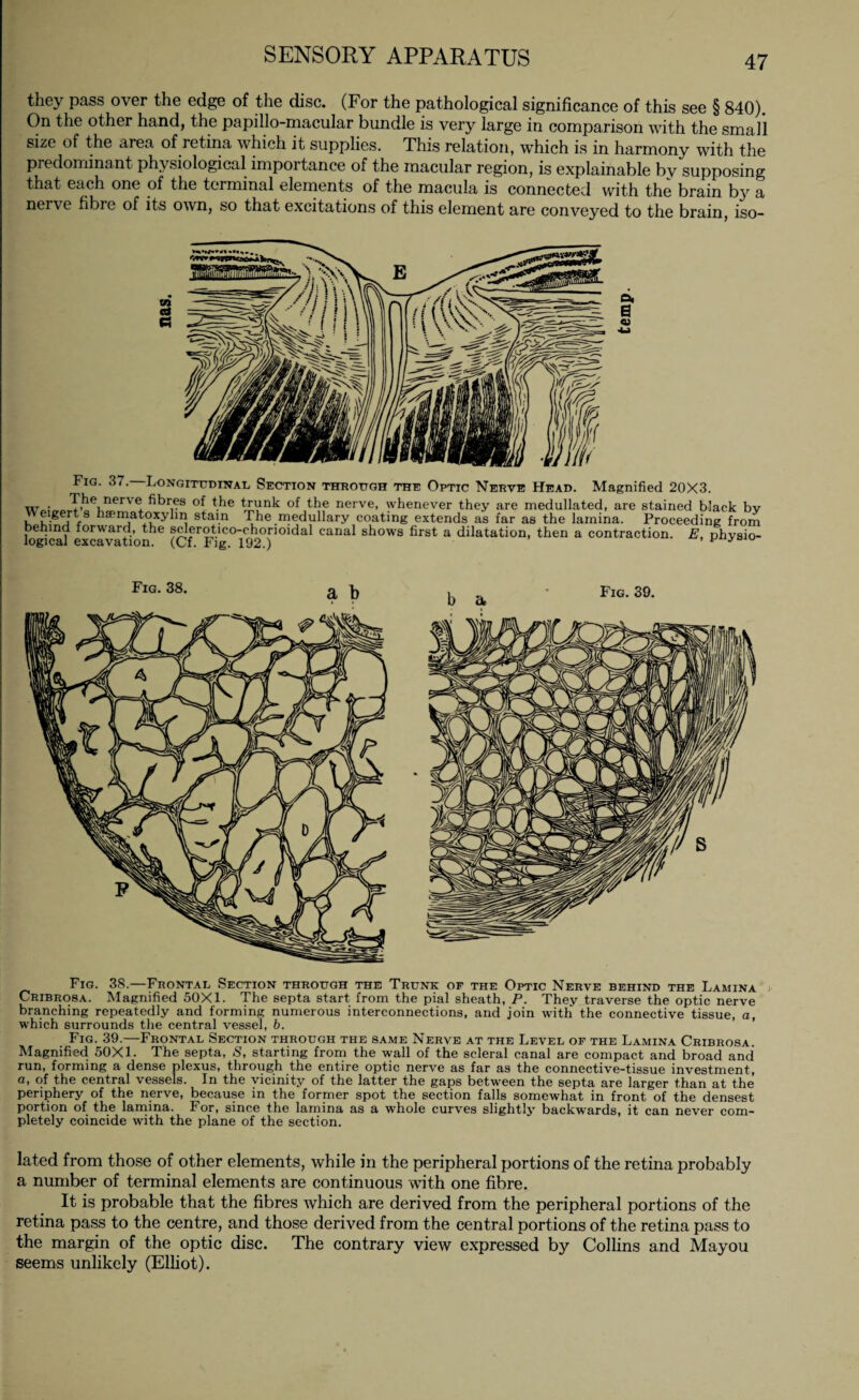 they pass over the edge of the disc. (For the pathological significance of this see § 840). On the other hand, the papillo-macular bundle is very large in comparison with the small size of the area of retina which it supplies. This relation, which is in harmony with the predominant physiological importance of the macular region, is explainable by supposing that each one of the terminal elements of the macula is connected with the brain by a nerve fibre of its own, so that excitations of this element are conveyed to the brain, iso- Fig. 37. Longitudinal Section through the Optic Nerve Head. Magnified 20X3. to- •The nerve fibres of the trunk of the nerve, whenever they are medullated, are stained black bv e gert s hsematoxylin stain The medullary coating extends as far as the lamina. Proceeding from behind forward, the sclerotico-chorioidal canal shows first a dilatation, then a contraction. E, physio¬ logical excavation. (Cf. Fig. 192.) p u Fig. 38.—Frontal Section through the Trunk of the Optic Nerve behind the Lamina Cribroba. Magnified 50X1. The septa start from the pial sheath, P. They traverse the optic nerve branching repeatedly and forming numerous interconnections, and join with the connective tissue, a, which surrounds the central vessel, b. Fig. 39.—Frontal Section through the same Nerve at the Level of the Lamina Cribroba. Magnified 50X1. The septa, S, starting from the wall of the scleral canal are compact and broad and run, forming a dense plexus, through the entire optic nerve as far as the connective-tissue investment, o, of the central vessels. In the vicinity of the latter the gaps between the septa are larger than at the periphery of the nerve, because in the former spot the section falls somewhat in front of the densest portion of the lamina. For, since the lamina as a whole curves slightly backwards, it can never com¬ pletely coincide with the plane of the section. lated from those of other elements, while in the peripheral portions of the retina probably a number of terminal elements are continuous with one fibre. It is probable that the fibres which are derived from the peripheral portions of the retina pass to the centre, and those derived from the central portions of the retina pass to the margin of the optic disc. The contrary view expressed by Collins and Mayou seems unlikely (Elliot).