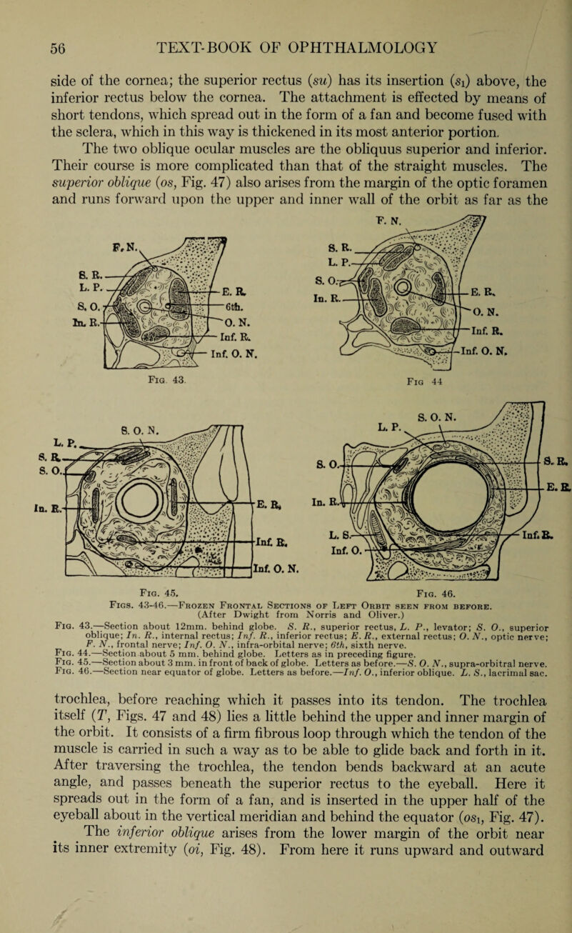 side of the cornea; the superior rectus (su) has its insertion (si) above, the inferior rectus below the cornea. The attachment is effected by means of short tendons, which spread out in the form of a fan and become fused with the sclera, which in this way is thickened in its most anterior portion. The two oblique ocular muscles are the obliquus superior and inferior. Their course is more complicated than that of the straight muscles. The superior oblique (os, Fig. 47) also arises from the margin of the optic foramen and runs forward upon the upper and inner wall of the orbit as far as the Fig. 45. Fig. 46. Figs. 43-46.—Frozen Frontal Sections of Left Orbit seen from before. (After Dwight from Norris and Oliver.) Fig. 43.—Section about 12mm. behind globe. S. R., superior rectus, L. P., levator; S. O., superior oblique; In. R., internal rectus; Inf. R., inferior rectus; E. R., external rectus; O. N., optic nerve; F. N., frontal nerve; Inf. O. N., infra-orbital nerve; 6th, sixth nerve. Fig. 44.—Section about 5 mm. behind globe. Letters as in preceding figure. Fig. 45.—Section about 3 mm. in front of back of globe. Letters as before.—S. O. N., supra-orbitra! nerve. Fig. 46.—Section near equator of globe. Letters as before.—Inf. O., inferior oblique. L. S., lacrimal sac. trochlea, before reaching which it passes into its tendon. The trochlea itself (T, Figs. 47 and 48) lies a little behind the upper and inner margin of the orbit. It consists of a firm fibrous loop through which the tendon of the muscle is carried in such a way as to be able to glide back and forth in it. After traversing the trochlea, the tendon bends backward at an acute angle, and passes beneath the superior rectus to the eyeball. Here it spreads out in the form of a fan, and is inserted in the upper half of the eyeball about in the vertical meridian and behind the equator (osi, Fig. 47). The inferior oblique arises from the lower margin of the orbit near its inner extremity (oi, Fig. 48). From here it runs upward and outward