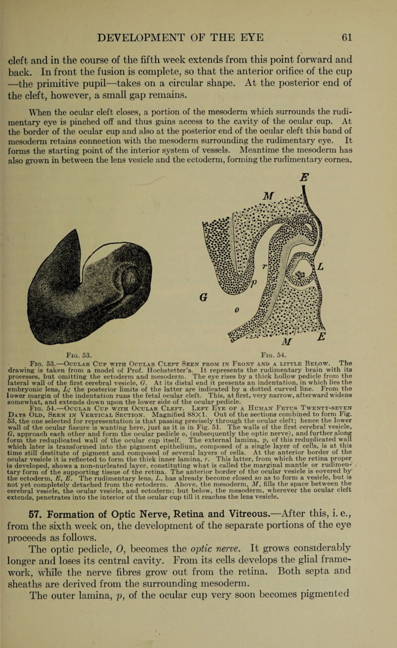 cleft and in the course of the fifth week extends from this point forward and back. In front the fusion is complete, so that the anterior orifice of the cup —the primitive pupil—takes on a circular shape. At the posterior end of the cleft, however, a small gap remains. When the ocular cleft closes, a portion of the mesoderm which surrounds the rudi¬ mentary eye is pinched off and thus gains access to the cavity of the ocular cup. At the border of the ocular cup and also at the posterior end of the ocular cleft this band of mesoderm retains connection with the mesoderm surrounding the rudimentary eye. It forms the starting point of the interior system of vessels. Meantime the mesoderm has also grown in between the lens vesicle and the ectoderm, forming the rudimentary cornea. E Fig. 53. Fig. 54. Fig. 53.—Ocular Cup with Ocular Cleft Seen from in Front and a little Below. The drawing is taken from a model of Prof. Hochstetter’s. It represents the rudimentary brain with its processes, but omitting the ectoderm and mesoderm. The eye rises by a thick hollow pedicle from the lateral wall of the first cerebral vesicle, G. At its distal end it presents an indentation, in which lies the embryonic lens, L; the posterior limits of the latter are indicated by a dotted curved line. From the lower margin of the indentation runs the fetal ocular cleft. This, at first, very narrow, afterward widens somewhat, and extends down upon the lower side of the ocular pedicle. Fig. 54.—Ocular Cup with Ocular Cleft. Left Eye of a Human Fetus Twenty-seven Days Old, Seen in Vertical Section. Magnified 88X1. Out of the sections combined to form Fig. 53, the one selected for representation is that passing precisely through the ocular cleft; hence the lower wall of the ocular fissure is wanting here, just as it is in Fig. 51. The walls of the first cerebral vesicle, G, approach each other and form the ocular pedicle o, (subsequently the optic nerve), and further along form the reduplicated wall of the ocular cup itself. The external lamina, p, of this reduplicated wall which later is transformed into the pigment epithelium, composed of a single layer of cells, is at this time still destitute of pigment and composed of several layers of cells. At the anterior border of the ocular vesicle it is reflected to form the thick inner lamina, r. This latter, from which the retina proper is developed, shows a non-nucleated layer, constituting what is called the marginal mantle or rudimen¬ tary form of the supporting tissue of the retina. The anterior border of the ocular vesicle is covered by the ectoderm, E, E. The rudimentary lens, L, has already become closed so as to form a vesicle, but is not yet completely detached from the ectoderm. Above, the mesoderm, M, fills the space between the cerebral vesicle, the ocular vesicle, and ectoderm; but below, the mesoderm, wherever the ocular cleft extends, penetrates into the interior of the ocular cup till it reaches the lens vesicle. 57. Formation of Optic Nerve, Retina and Vitreous.—After this, i. e., from the sixth week on, the development of the separate portions of the eye proceeds as follows. The optic pedicle, 0, becomes the optic nerve. It grows considerably longer and loses its central cavity. From its cells develops the glial frame¬ work, while the nerve fibres grow out from the retina. Both septa and sheaths are derived from the surrounding mesoderm. The outer lamina, p, of the ocular cup very soon becomes pigmented