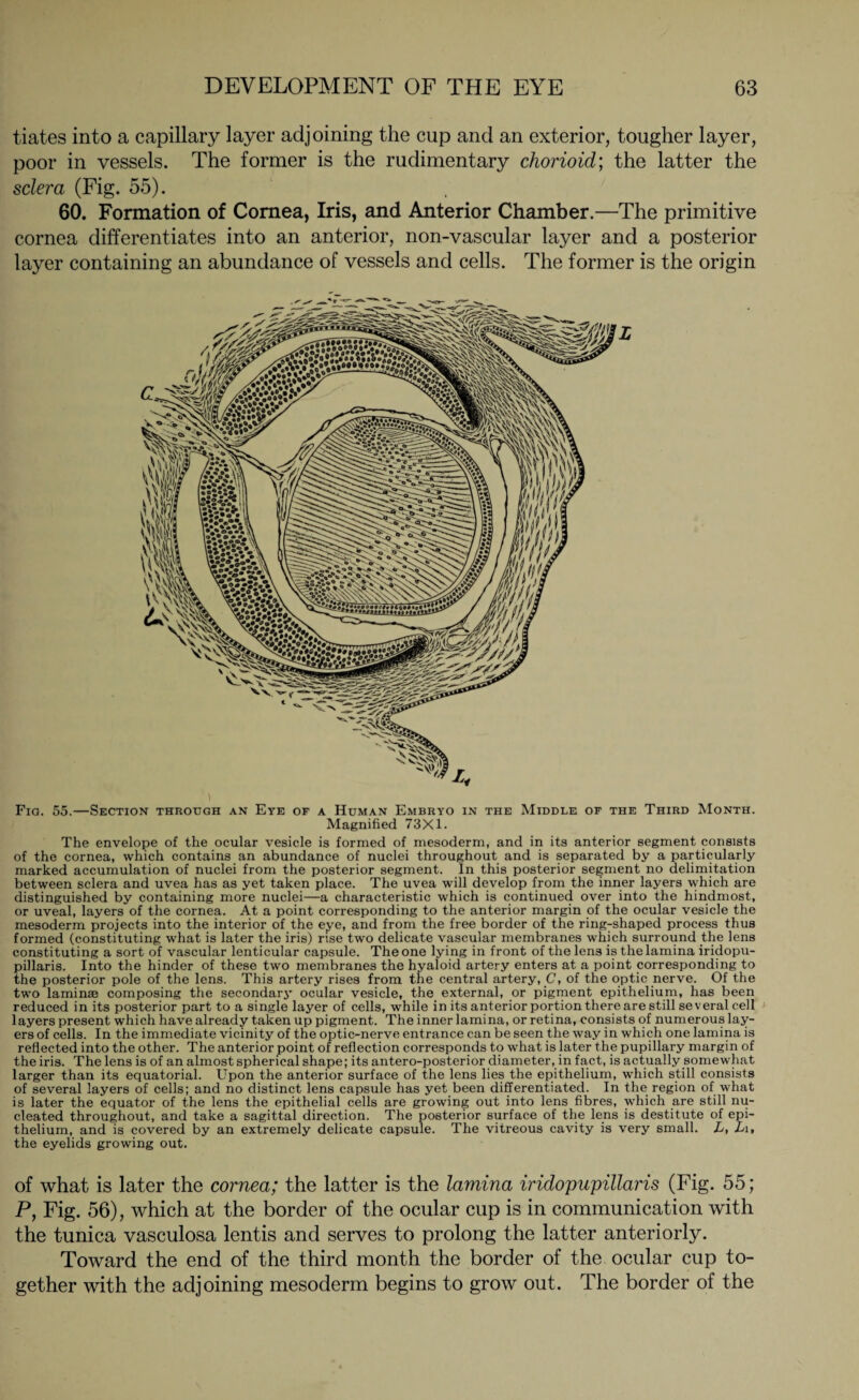 tiates into a capillary layer adjoining the cup and an exterior, tougher layer, poor in vessels. The former is the rudimentary chorioid; the latter the sclera (Fig. 55). 60. Formation of Cornea, Iris, and Anterior Chamber.—The primitive cornea differentiates into an anterior, non-vascular layer and a posterior layer containing an abundance of vessels and cells. The former is the origin Y /XAv,'!* i'i’x I«« ^ V. ^ 1 Fig. 55.—Section through an Eye of a Human Embryo in the Middle of the Third Month. Magnified 73X1. The envelope of the ocular vesicle is formed of mesoderm, and in its anterior segment consists of the cornea, which contains an abundance of nuclei throughout and is separated by a particularly marked accumulation of nuclei from the posterior segment. In this posterior segment no delimitation between sclera and uvea has as yet taken place. The uvea will develop from the inner layers which are distinguished by containing more nuclei—a characteristic which is continued over into the hindmost, or uveal, layers of the cornea. At a point corresponding to the anterior margin of the ocular vesicle the mesoderm projects into the interior of the eye, and from the free border of the ring-shaped process thus formed (constituting what is later the iris) rise two delicate vascular membranes which surround the lens constituting a sort of vascular lenticular capsule. The one lying in front of thelen3 is the lamina iridopu- pillaris. Into the hinder of these two membranes the hyaloid artery enters at a point corresponding to the posterior pole of the lens. This artery rises from the central artery, C, of the optic nerve. Of the two laminae composing the secondarj’ ocular vesicle, the external, or pigment epithelium, has been reduced in its posterior part to a single layer of cells, while in its anterior portion there are still several cell layers present which have already taken up pigment. The inner lamina, or retina, consists of numerous lay¬ ers of cells. In the immediate vicinity of the optic-nerve entrance can be seen the way in which one lamina is reflected into the other. The anterior point of reflection corresponds to what is later the pupillary margin of the iris. The lens is of an almost spherical shape; its antero-posterior diameter, in fact, is actually somewhat larger than its equatorial. Upon the anterior surface of the lens lies the epithelium, which still consists of several layers of cells; and no distinct lens capsule has yet been differentiated. In the region of what is later the equator of the lens the epithelial cells are growing out into lens fibres, which are still nu¬ cleated throughout, and take a sagittal direction. The posterior surface of the lens is destitute of epi¬ thelium, and is covered by an extremely delicate capsule. The vitreous cavity is very small. L, Li, the eyelids growing out. of what is later the cornea; the latter is the lamina iridopupillaris (Fig. 55; P, Fig. 56), which at the border of the ocular cup is in communication with the tunica vasculosa lentis and serves to prolong the latter anteriorly. Toward the end of the third month the border of the ocular cup to¬ gether with the adjoining mesoderm begins to grow out. The border of the