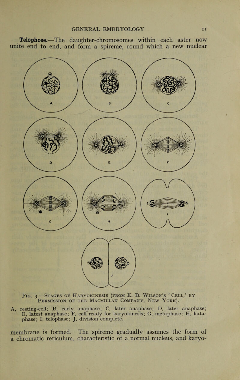 Telophose.—The daughter-chromosomes within each aster now unite end to end, and form a spireme, round which a new nuclear Fig. 3.—Stages of Karyokinesis (from E. B. Wilson’s ‘ Cell,’ by Permission of the Macmillan Company, New York). A, resting-cell; B, early anaphase; C, later anaphase; D, later anaphase; E, latest anaphase; F, cell ready for karyokinesis; G, metaphase; H, kata- phase; I, telophase; J, division complete. membrane is formed. The spireme gradually assumes the form of a chromatic reticulum, characteristic of a normal nucleus, and karyo-