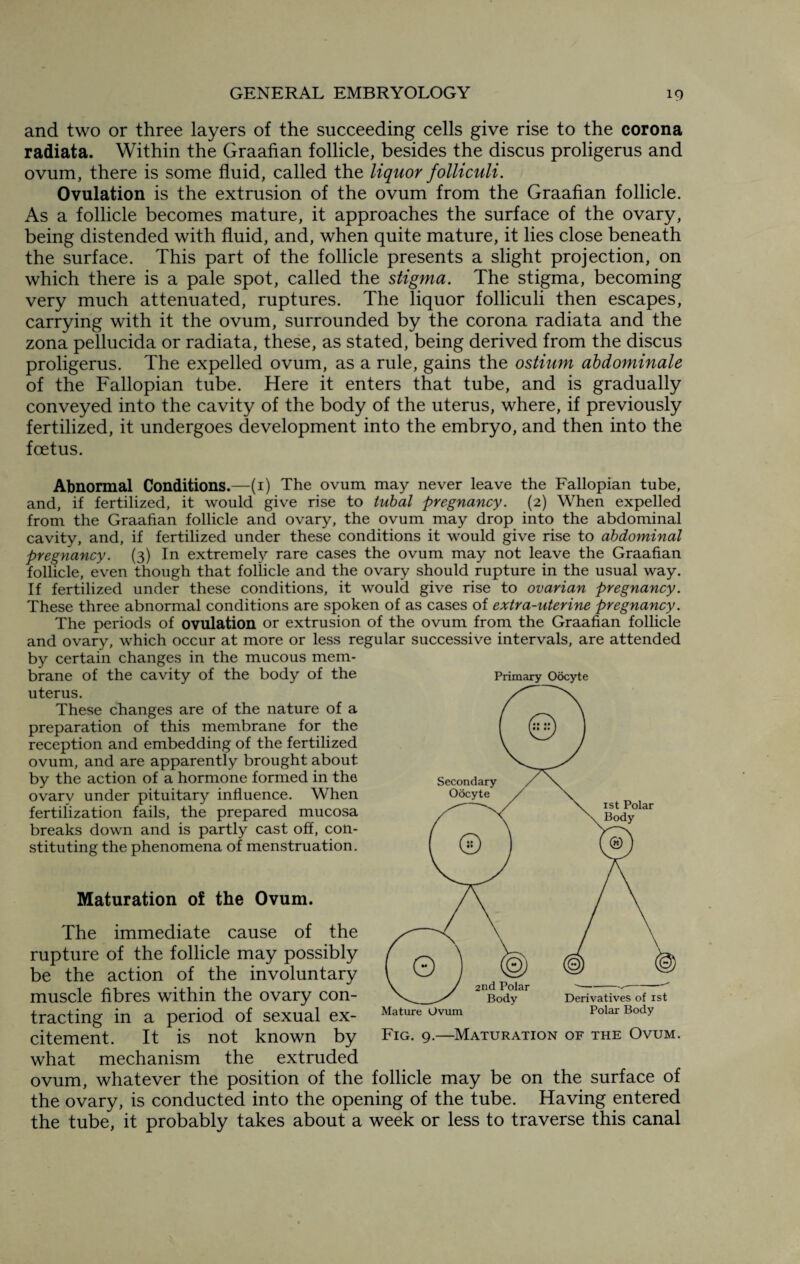 and two or three layers of the succeeding cells give rise to the corona radiata. Within the Graafian follicle, besides the discus proligerus and ovum, there is some fluid, called the liquor folliculi. Ovulation is the extrusion of the ovum from the Graafian follicle. As a follicle becomes mature, it approaches the surface of the ovary, being distended with fluid, and, when quite mature, it lies close beneath the surface. This part of the follicle presents a slight projection, on which there is a pale spot, called the stigma. The stigma, becoming very much attenuated, ruptures. The liquor folliculi then escapes, carrying with it the ovum, surrounded by the corona radiata and the zona pellucida or radiata, these, as stated, being derived from the discus proligerus. The expelled ovum, as a rule, gains the ostium abdominale of the Fallopian tube. Here it enters that tube, and is gradually conveyed into the cavity of the body of the uterus, where, if previously fertilized, it undergoes development into the embryo, and then into the foetus. Abnormal Conditions.—(1) The ovum may never leave the Fallopian tube, and, if fertilized, it would give rise to tubal pregnancy. (2) When expelled from the Graafian follicle and ovary, the ovum may drop into the abdominal cavity, and, if fertilized under these conditions it would give rise to abdominal pregnancy. (3) In extremely rare cases the ovum may not leave the Graafian follicle, even though that follicle and the ovary should rupture in the usual way. If fertilized under these conditions, it would give rise to ovarian pregnancy. These three abnormal conditions are spoken of as cases of extra-uterine pregnancy. The periods of ovulation or extrusion of the ovum from the Graafian follicle and ovary, which occur at more or less regular successive intervals, are attended by certain changes in the mucous mem¬ brane of the cavity of the body of the uterus. These changes are of the nature of a preparation of this membrane for the reception and embedding of the fertilized ovum, and are apparently brought about by the action of a hormone formed in the ovary under pituitary influence. When fertilization fails, the prepared mucosa breaks down and is partly cast off, con¬ stituting the phenomena of menstruation. Maturation of the Ovum. The immediate cause of the rupture of the follicle may possibly be the action of the involuntary muscle fibres within the ovary con¬ tracting in a period of sexual ex¬ citement. It is not known by Fig. 9.—Maturation of the Ovum. what mechanism the extruded ovum, whatever the position of the follicle may be on the surface of the ovary, is conducted into the opening of the tube. Having entered the tube, it probably takes about a week or less to traverse this canal Primary Oocyte
