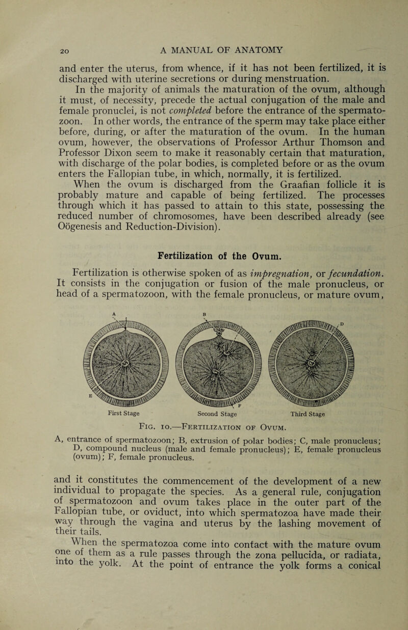 and enter the uterus, from whence, if it has not been fertilized, it is discharged with uterine secretions or during menstruation. In the majority of animals the maturation of the ovum, although it must, of necessity, precede the actual conjugation of the male and female pronuclei, is not completed before the entrance of the spermato¬ zoon. In other words, the entrance of the sperm may take place either before, during, or after the maturation of the ovum. In the human ovum, however, the observations of Professor Arthur Thomson and Professor Dixon seem to make it reasonably certain that maturation, with discharge of the polar bodies, is completed before or as the ovum enters the Fallopian tube, in which, normally, it is fertilized. When the ovum is discharged from the Graafian follicle it is probably mature and capable of being fertilized. The processes through which it has passed to attain to this state, possessing the reduced number of chromosomes, have been described already (see Oogenesis and Reduction-Division). Fertilization of the Ovum. Fertilization is otherwise spoken of as impregnation, or fecundation. It consists in the conjugation or fusion of the male pronucleus, or head of a spermatozoon, with the female pronucleus, or mature ovum, First Stage Second Stage Third Stage Fig. io.—Fertilization of Ovum. A, entrance of spermatozoon; B, extrusion of polar bodies; C, male pronucleus; D, compound nucleus (male and female pronucleus); E, female pronucleus (ovum); F, female pronucleus. and it constitutes the commencement of the development of a new individual to propagate the species. As a general rule, conjugation of spermatozoon and ovum takes place in the outer part of the Fallopian tube, or oviduct, into which spermatozoa have made their way through the vagina and uterus by the lashing movement of their tails. When the spermatozoa come into contact with the mature ovum one of them as a rule passes through the zona pellucida, or radiata, into the yolk. At the point of entrance the yolk forms a conical