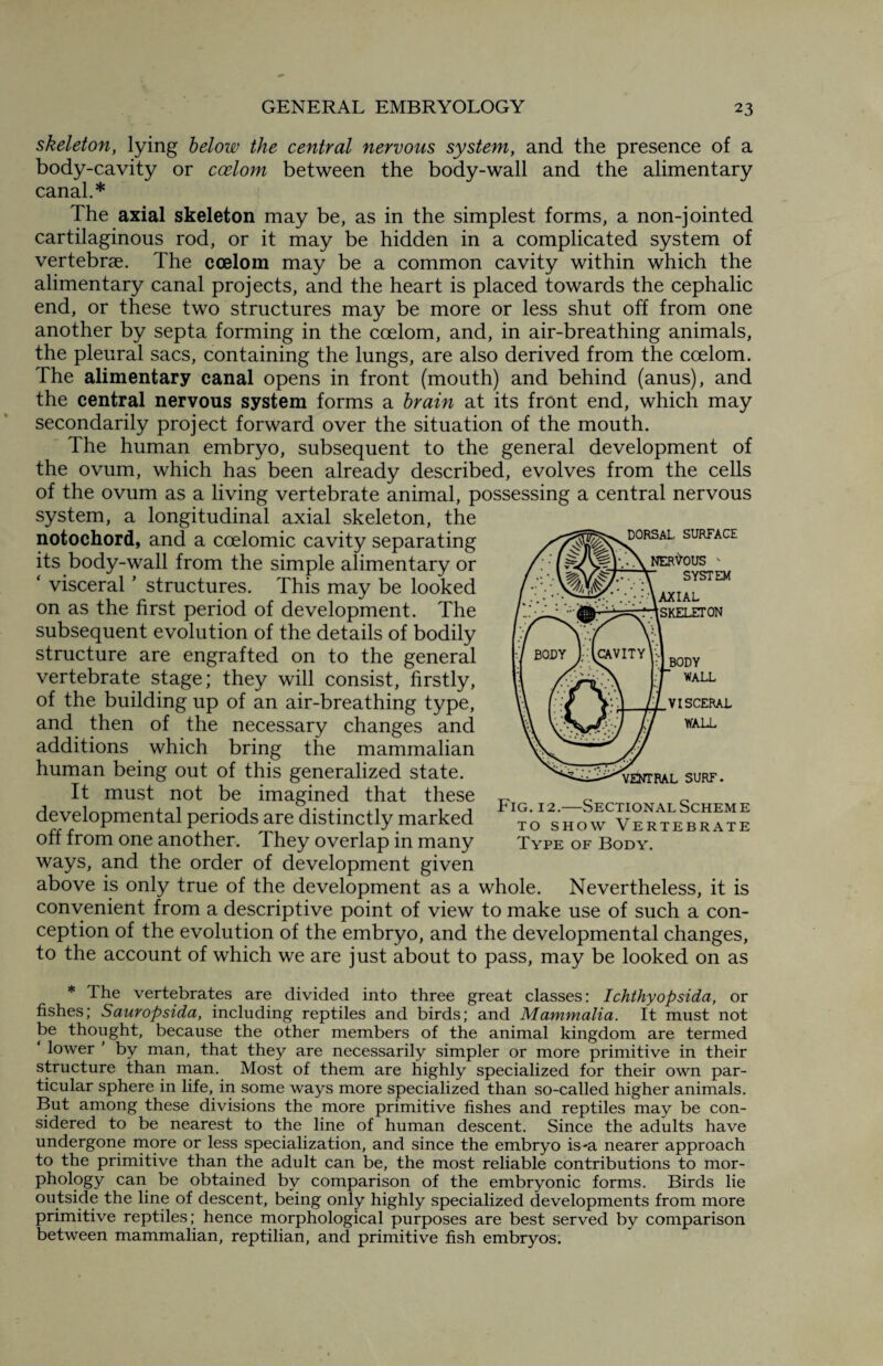 skeleton, lying below the central nervous system, and the presence of a body-cavity or coelom between the body-wall and the alimentary canal.* The axial skeleton may be, as in the simplest forms, a non-jointed cartilaginous rod, or it may be hidden in a complicated system of vertebrae. The coelom may be a common cavity within which the alimentary canal projects, and the heart is placed towards the cephalic end, or these two structures may be more or less shut off from one another by septa forming in the coelom, and, in air-breathing animals, the pleural sacs, containing the lungs, are also derived from the coelom. The alimentary canal opens in front (mouth) and behind (anus), and the central nervous system forms a brain at its front end, which may secondarily project forward over the situation of the mouth. The human embryo, subsequent to the general development of the ovum, which has been already described, evolves from the cells of the ovum as a living vertebrate animal, possessing a central nervous system, a longitudinal axial skeleton, the notochord, and a coelomic cavity separating its body-wall from the simple alimentary or ‘ visceral ’ structures. This may be looked on as the first period of development. The subsequent evolution of the details of bodily structure are engrafted on to the general vertebrate stage; they will consist, firstly, of the building up of an air-breathing type, and then of the necessary changes and additions which bring the mammalian human being out of this generalized state. It must not be imagined that these developmental periods are distinctly marked off from one another. They overlap in many ways, and the order of development given above is only true of the development as a whole. Nevertheless, it is convenient from a descriptive point of view to make use of such a con¬ ception of the evolution of the embryo, and the developmental changes, to the account of which we are just about to pass, may be looked on as DORSAL. SURFACE NERVOUS ' SYSTEM AXIAL SKELETON BODY WALL VISCERAL WALL VENTRAL SURF. Fig. 12.—Sectional Scheme to show Vertebrate Type of Body. * The vertebrates are divided into three great classes: Ichthyopsida, or fishes; Sauropsida, including reptiles and birds; and Mammalia. It must not be thought, because the other members of the animal kingdom are termed ‘ lower ' by man, that they are necessarily simpler or more primitive in their structure than man. Most of them are highly specialized for their own par¬ ticular sphere in life, in some ways more specialized than so-called higher animals. But among these divisions the more primitive fishes and reptiles may be con¬ sidered to be nearest to the line of human descent. Since the adults have undergone more or less specialization, and since the embryo is-a nearer approach to the primitive than the adult can be, the most reliable contributions to mor¬ phology can be obtained by comparison of the embryonic forms. Birds lie outside the line of descent, being only highly specialized developments from more primitive reptiles; hence morphological purposes are best served by comparison between mammalian, reptilian, and primitive fish embryos.