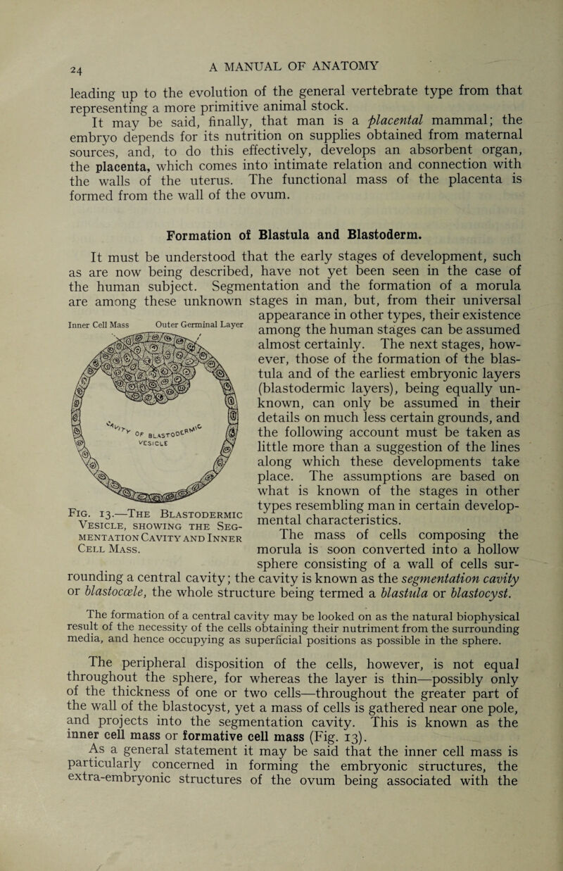 leading up to the evolution of the general vertebrate type from that representing a more primitive animal stock. It may be said, finally, that man is a placental mammal; the embryo depends for its nutrition on supplies obtained from maternal sources, and, to do this effectively, develops an absorbent organ, the placenta, which comes into intimate relation and connection with the walls of the uterus. The functional mass of the placenta is formed from the wall of the ovum. Formation of Blastula and Blastoderm. It must be understood that the early stages of development, such as are now being described, have not yet been seen in the case of the human subject. Segmentation and the formation of a morula are among these unknown stages in man, but, from their universal appearance in other types, their existence among the human stages can be assumed almost certainly. The next stages, how¬ ever, those of the formation of the blas¬ tula and of the earliest embryonic layers (blastodermic layers), being equally un¬ known, can only be assumed in their details on much less certain grounds, and the following account must be taken as little more than a suggestion of the lines along which these developments take place. The assumptions are based on what is known of the stages in other types resembling man in certain develop¬ mental characteristics. The mass of cells composing the morula is soon converted into a hollow sphere consisting of a wall of cells sur¬ rounding a central cavity; the cavity is known as the segmentation cavity or blastoccele, the whole structure being termed a blastula or blastocyst. The formation of a central cavity may be looked on as the natural biophysical result of the necessity of the cells obtaining their nutriment from the surrounding media, and hence occupying as superficial positions as possible in the sphere. The peripheral disposition of the cells, however, is not equal throughout the sphere, for whereas the layer is thin—possibly only of the thickness of one or two cells—throughout the greater part of the wall of the blastocyst, yet a mass of cells is gathered near one pole, and projects into the segmentation cavity. This is known as the inner cell mass or formative cell mass (Fig. 13). As a general statement it may be said that the inner cell mass is particularly concerned in forming the embryonic structures, the extra-embryonic structures of the ovum being associated with the Inner Cell Mass Outer Germinal Layer Fig. 13.—The Blastodermic Vesicle, showing the Seg¬ mentation Cavity and Inner Cell Mass.