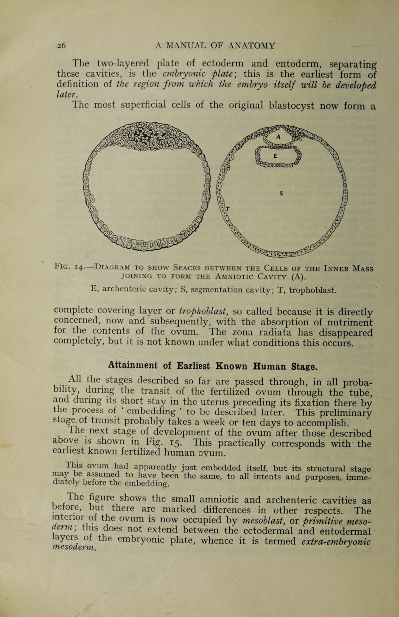 The two-layered plate of ectoderm and entoderm, separating these cavities, is the embryonic plate; this is the earliest form of definition of the region from which the embryo itself will be developed later. The most superficial cells of the original blastocyst now form a Fig. 14.—Diagram to show Spaces between the Cells of the Inner Mass JOINING TO FORM THE AMNIOTIC CAVITY (A). E, archenteric cavity; S, segmentation cavity; T, trophoblast. complete covering layer or trophoblast, so called because it is directly concerned, now and subsequently, with the absorption of nutriment for the contents of the ovum. The zona radiata has disappeared completely, but it is not known under what conditions this occurs. Attainment of Earliest Known Human Stage. All the stages described so far are passed through, in all proba¬ bility, during the transit of the fertilized ovum through the tube, and during its short stay in the uterus preceding its fixation there by the process of embedding ’ to be described later. This preliminary stage, of transit probably takes a week or ten days to accomplish. The next stage of development of the ovum after those described above is shown in Fig. 15. This practically corresponds with- the earliest known fertilized human cvum. This ovum had apparently just embedded itself, but its structural stage may be assumed to have been the same, to all intents and purposes, imme¬ diately before the embedding. The figure shows the small amniotic and archenteric cavities as before, but there are marked differences in other respects. The interior of the ovum is now occupied by mesoblast, or primitive meso¬ derm, this does not extend between the ectodermal and entodermal mesoderm em^ryon^c plate, whence it is termed extra-embryonic