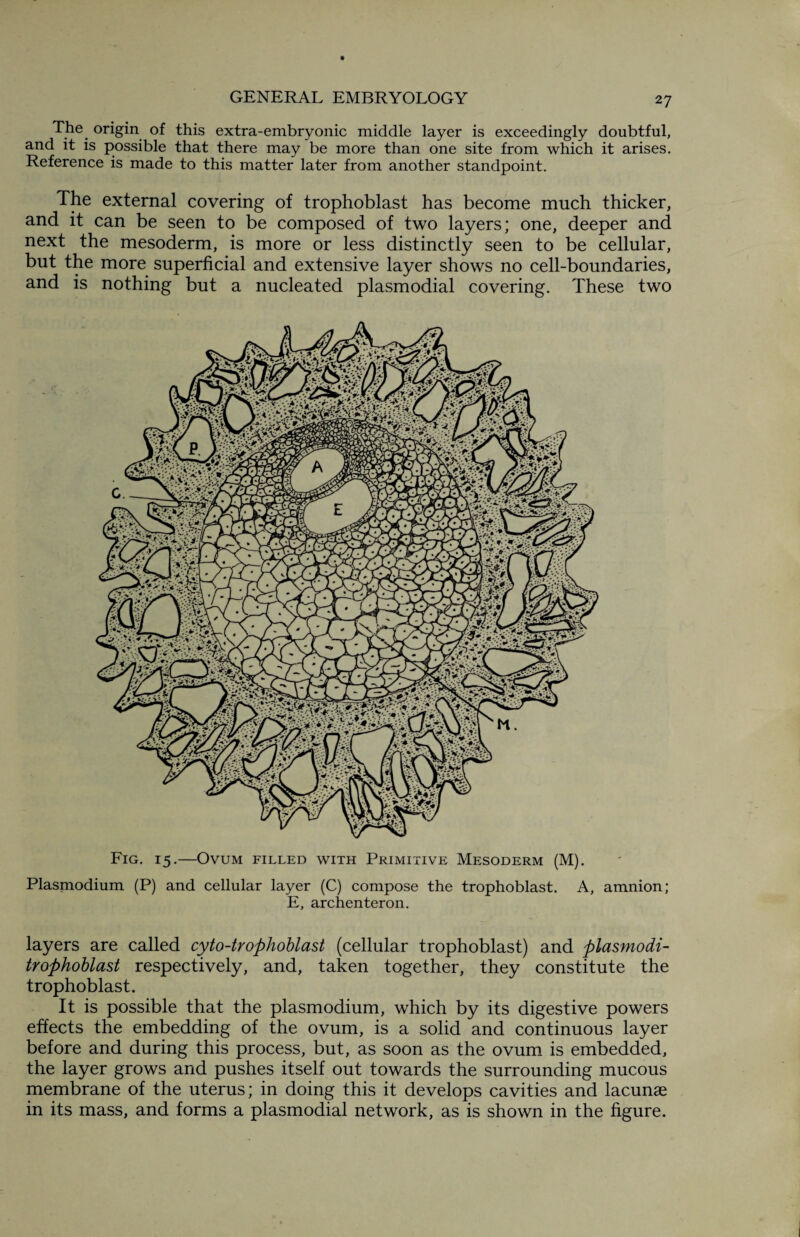 The origin of this extra-embryonic middle layer is exceedingly doubtful, and it is possible that there may be more than one site from which it arises. Reference is made to this matter later from another standpoint. The external covering of trophoblast has become much thicker, and it can be seen to be composed of two layers; one, deeper and next the mesoderm, is more or less distinctly seen to be cellular, but the more superficial and extensive layer shows no cell-boundaries, and is nothing but a nucleated plasmodial covering. These two Fig. 15.—Ovum filled with Primitive Mesoderm (M). Plasmodium (P) and cellular layer (C) compose the trophoblast. A, amnion; E, archenteron. layers are called cyto-trophoblast (cellular trophoblast) and plasmodi- trophoblast respectively, and, taken together, they constitute the trophoblast. It is possible that the plasmodium, which by its digestive powers effects the embedding of the ovum, is a solid and continuous layer before and during this process, but, as soon as the ovum is embedded, the layer grows and pushes itself out towards the surrounding mucous membrane of the uterus; in doing this it develops cavities and lacunae in its mass, and forms a plasmodial network, as is shown in the figure.