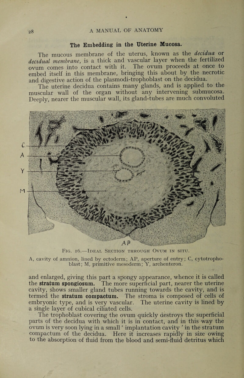 The Embedding in the Uterine Mucosa. The mucous membrane of the uterus, known as the decidua or decidual membrane, is a thick and vascular layer when the fertilized ovum comes into contact with it. The ovum proceeds at once to embed itself in this membrane, bringing this about by the necrotic and digestive action of the plasmodi-trophoblast on the decidua. The uterine decidua contains many glands, and is applied to the muscular wall of the organ without any intervening submucosa. Deeply, nearer the muscular wall, its gland-tubes are much convoluted Fig. 16.—Ideal Section through Ovum in situ. A, cavity of amnion, lined by ectoderm; AP, aperture of entry; C, cytotropho- blast; M, primitive mesoderm; Y, archenteron. and enlarged, giving this part a spongy appearance, whence it is called the stratum spongiosum. The more superficial part, nearer the uterine cavity, shows smaller gland tubes running towards the cavity, and is termed the stratum compactum. The stroma is composed of cells of embryonic type, and is very vascular. The uterine cavity is lined by a single layer of cubical ciliated cells. The trophoblast covering the ovum quickly destroys the superficial parts of the decidua with which it is in contact, and in this way the ovum is very soon lying in a small ‘ implantation cavity ' in the stratum compactum of the decidua. Here it increases rapidly in size owing to the absorption of fluid from the blood and semi-fluid detritus which