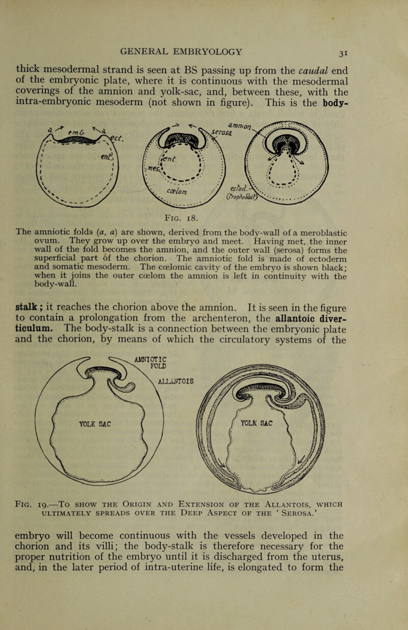 thick mesodermal strand is seen at BS passing up from the caudal end of the embryonic plate, where it is continuous with the mesodermal coverings of the amnion and yolk-sac, and, between these, with the intra-embryonic mesoderm (not shown in figure). This is the body- The amniotic folds (a, a) are shown, derived from the body-wall of a meroblastic ovum. They grow up over the embryo and meet. Having met, the inner wall of the fold becomes the amnion, and the outer wall (serosa) forms the superficial part of the chorion. The amniotic fold is made of ectoderm and somatic mesoderm. The coelomic cavity of the embryo is shown black; when it joins the outer coelom the amnion is left in continuity with the body-wall. stalk ; it reaches the chorion above the amnion. It is seen in the figure to contain a prolongation from the archenteron, the allantoic diver¬ ticulum. The body-stalk is a connection between the embryonic plate and the chorion, by means of which the circulatory systems of the Fig. 19.—To show the Origin and Extension of the Allantois, which ULTIMATELY SPREADS OVER THE DEEP ASPECT OF THE ‘ SEROSA.’ embryo will become continuous with the vessels developed in the chorion and its villi; the body-stalk is therefore necessary for the proper nutrition of the embryo until it is discharged from the uterus, and, in the later period of intra-uterine life, is elongated to form the