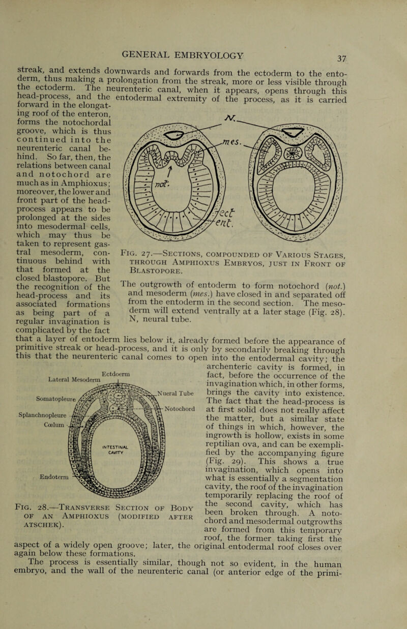 streak, and extends downwards and forwards from the ectoderm to the ento- eim, thus making a prolongation from the streak, more or less visible through the ectoderm. The neurenteric canal, when it appears, opens through this head-process and the entodermal extremity of the process, as it is carried forward m the elongat¬ ing roof of the enteron, forms the notochordal groove, which is thus continued into the neurenteric canal be¬ hind. So far, then, the relations between canal and notochord are much as in Amphioxus ; moreover, the lower and front part of the head- process appears to be prolonged at the sides into mesodermal cells, which may thus be taken to represent gas- tral mesoderm, con¬ tinuous behind with that formed at the closed blastopore. But the recognition of the head-process and its associated formations as being part of a regular invagination is complicated by the fact that a layer of entoderm lies below it, already formed before the appearance of pnmiti\ e streak or head-process, and it is only by secondarilv breaking through this that the neurenteric canal comes to open into the entodermal cavity; the archenteric cavity is formed, in fact, before the occurrence of the invagination which, in other forms, brings the cavity into existence. The fact that the head-process is at first solid does not really affect the matter, but a similar state of things in which, however, the ingrowth is hollow, exists in some reptilian ova, and can be exempli¬ fied by the accompanying figure (Fig. 29). This shows a true invagination, which opens into what is essentially a segmentation cavity, the roof of the invagination temporarily replacing the roof of the second cavity, which has been broken through. A noto¬ chord and mesodermal outgrowths are formed from this temporary roof, the former taking first the aspect of a widely open groove; later, the original entodermal roof closes over again below these formations. The process is essentially similar, though not so evident, in the human embryo, and the wall of the neurenteric canal (or anterior edge of the primi- Lateral Mesoderm Somatopleure Ectdoerm Splanchnopleure Coelurn Endoterm *' Nueral Tube Notochord Fig. 28.—Transverse Section of Body of an Amphioxus (modified after atschek). bio. 27.—Sections, compounded of Various Stages, through Amphioxus Embryos, just in Front of Blastopore. J he outgrowth of entoderm to form notochord (not.) and mesoderm (mes.) have closed in and separated off from the entoderm in the second section. The meso¬ derm will extend ventrally at a later stage (Fig. 28). N, neural tube.