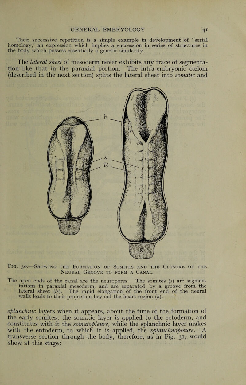 Their successive repetition is a simple example in development of ‘ serial homology,’ an expression which implies a succession in series of structures in the body which possess essentially a genetic similarity. The lateral sheet of mesoderm never exhibits any trace of segmenta¬ tion like that in the paraxial portion. The intra-embryonic coelom (described in the next section) splits the lateral sheet into somatic and Fig. 30.—Showing the Formation of Somites and the Closure of the Neural Groove to form a Canal. The open ends of the canal are the neuropores. The somites (s) are segmen¬ tations in paraxial mesoderm, and are separated by a groove from the lateral sheet (Is). The rapid elongation of the front end of the neural walls leads to their projection beyond the heart region (h). splanchnic layers when it appears, about the time of the formation of the early somites; the somatic layer is applied to the ectoderm, and constitutes with it the somatopleure, while the splanchnic layer makes with the entoderm, to which it is applied, the splanchnopleure. A transverse section through the body, therefore, as in Fig. 31, would show at this stage: