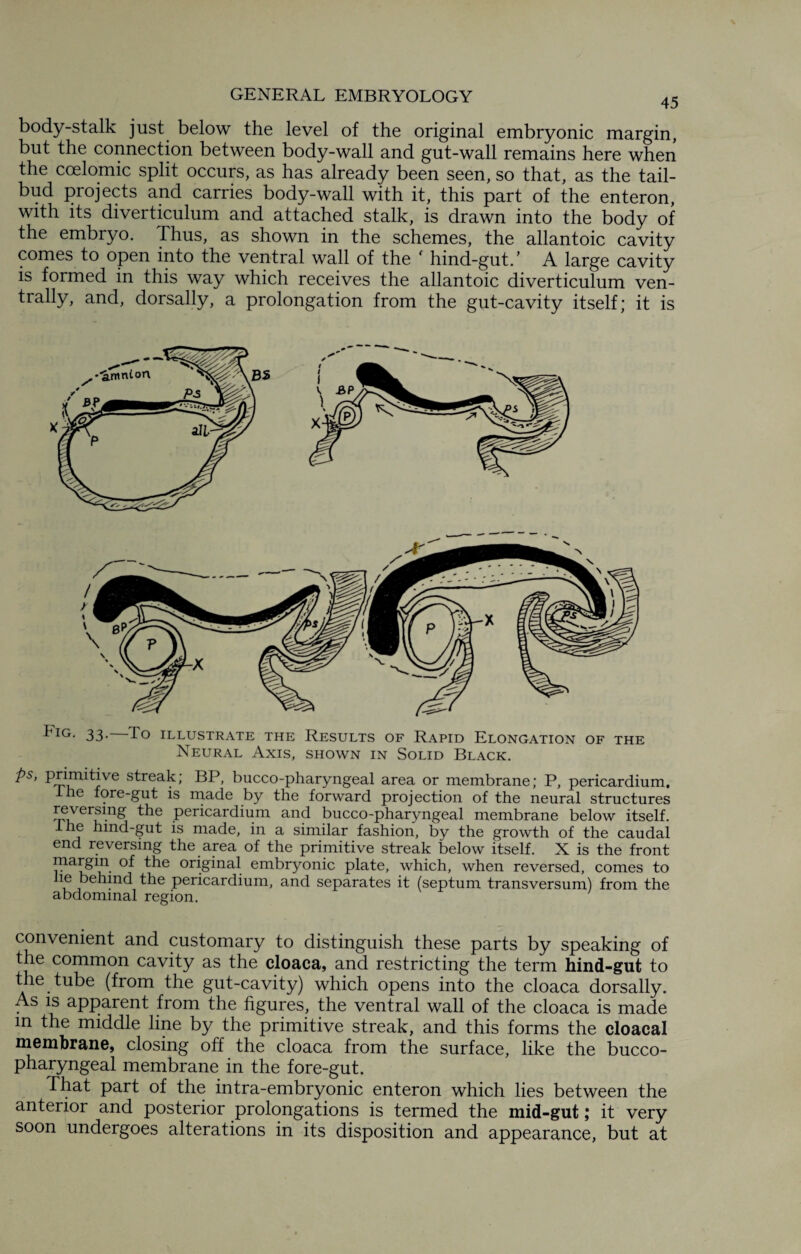 45 body-stalk just below the level of the original embryonic margin, but the connection between body-wall and gut-wall remains here when the coelomic split occurs, as has already been seen, so that, as the tail- bud projects and carries body-wall with it, this part of the enteron, with its diverticulum and attached stalk, is drawn into the body of the embryo. Thus, as shown in the schemes, the allantoic cavity comes to open into the ventral wall of the ' hind-gut.’ A large cavity is formed in this way which receives the allantoic diverticulum ven- trally, and, dorsally, a prolongation from the gut-cavity itself; it is 33* To ILLUSTRATE THE RESULTS OF RAPID ELONGATION OF THE Neural Axis, shown in Solid Black. ps, primitive streak; BP, bucco-pharyngeal area or membrane; P, pericardium, ine fore-gut is made by the forward projection of the neural structures reversing the pericardium and bucco-pharyngeal membrane below itself. he hind-gut is made, in a similar fashion, by the growth of the caudal end reversing the area of the primitive streak below itself. X is the front margin of the original embryonic plate, which, when reversed, comes to lie behind the pericardium, and separates it (septum transversum) from the abdominal region. convenient and customary to distinguish these parts by speaking of the common cavity as the cloaca, and restricting the term hind-gut to the tube (from the gut-cavity) which opens into the cloaca dorsally. As is apparent from the figures, the ventral wall of the cloaca is made m the middle line by the primitive streak, and this forms the cloacal membrane, closing off the cloaca from the surface, like the bucco¬ pharyngeal membrane in the fore-gut. That part of the intra-embryonic enteron which lies between the anterior and posterior prolongations is termed the mid-gut; it very soon undergoes alterations in its disposition and appearance, but at