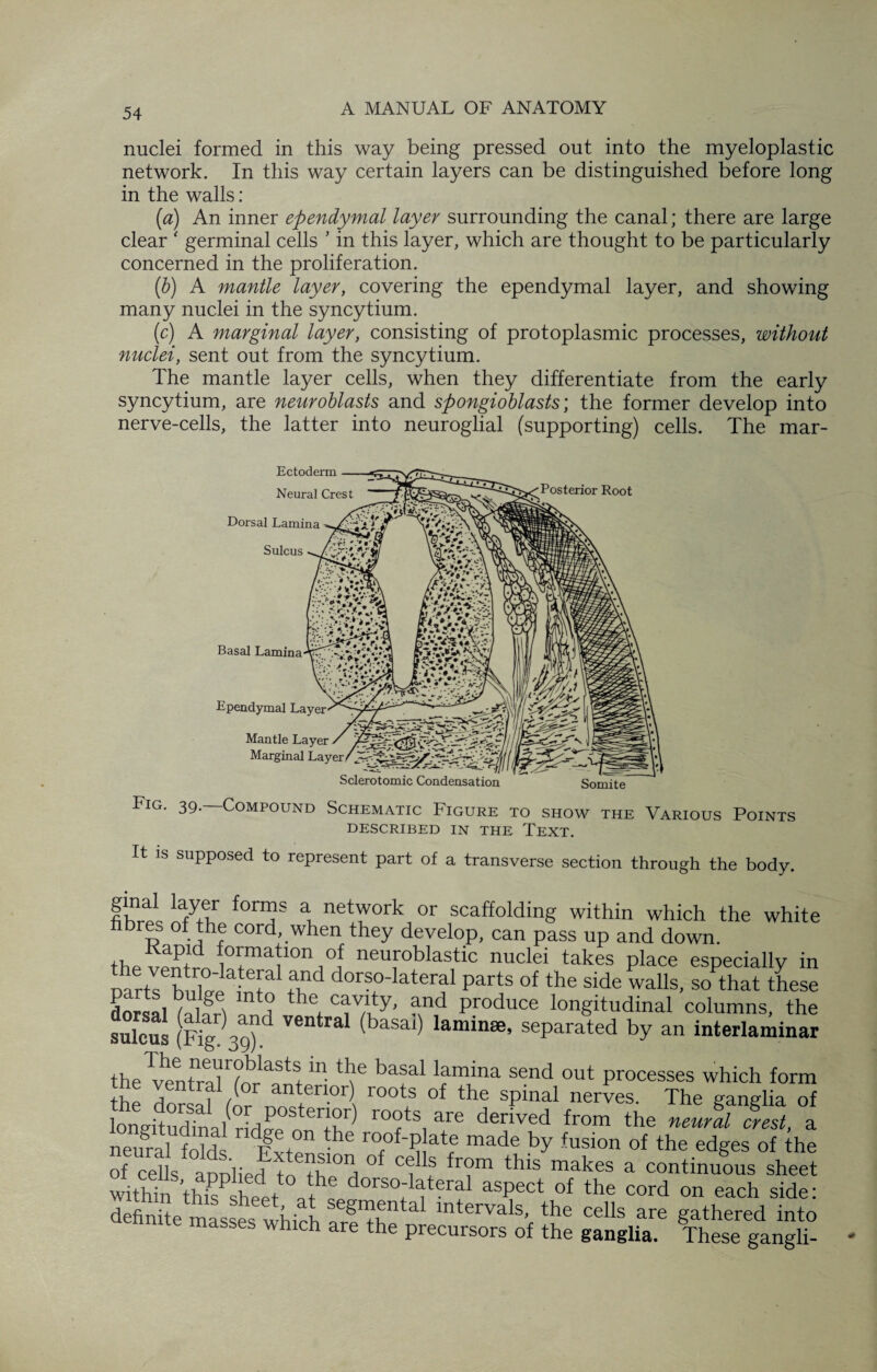 nuclei formed in this way being pressed out into the myeloplastic network. In this way certain layers can be distinguished before long in the walls: (a) An inner ependymal layer surrounding the canal; there are large clear ' germinal cells ' in this layer, which are thought to be particularly concerned in the proliferation. (b) A mantle layer, covering the ependymal layer, and showing many nuclei in the syncytium. (c) A marginal layer, consisting of protoplasmic processes, without nuclei, sent out from the syncytium. The mantle layer cells, when they differentiate from the early syncytium, are neuroblasts and spongioblasts’, the former develop into nerve-cells, the latter into neuroglial (supporting) cells. The mar- Ectoderm — Neural Crest Dorsal Lamina Sulcus Posterior Root Basal Lamina Ependymal Layer Mantle Layer Marginal Layer Sclerotomic Condensation Somite Fig. 39. Compound Schematic Figure to show the Various Points DESCRIBED IN THE TEXT. It is supposed to represent part of a transverse section through the body. fihA Til f0rnT A netrrk or scaftolding within which the white p of the cord, when they develop, can pass up and down. theventrn wmai10ni°i neuroblastic nuclei takes place especially in Darts bnloW V dor?odateral Parts of the side walls, so that these dorsal T 1? th® dvAty' And Produce longitudinal columns, the sulcus (Fig 3g”d V6ntral baSd lamin8e’ seParated by an interlaminar theTentTaTT^nt “ ‘I® ba?al 1fm“a send out Processes which form the dorsawir nnT1 r°°tJS °f th® sPinal nerves- The ganglia of longitudinal rid vp r> Til ro°ts are derived from the neural crest, a neural folds pT ^ ro°fT}at? made by fusion of the edges of the of cells aDDlied to tfi°d °f C w fr?m thlS makes a continuous sheet within thTsheet atTd0rS°;Teral aSPect of the cord on each side: definite masses which TT E lntervals- the cells are gathered into asses which are the precursors of the ganglia. These gangli-
