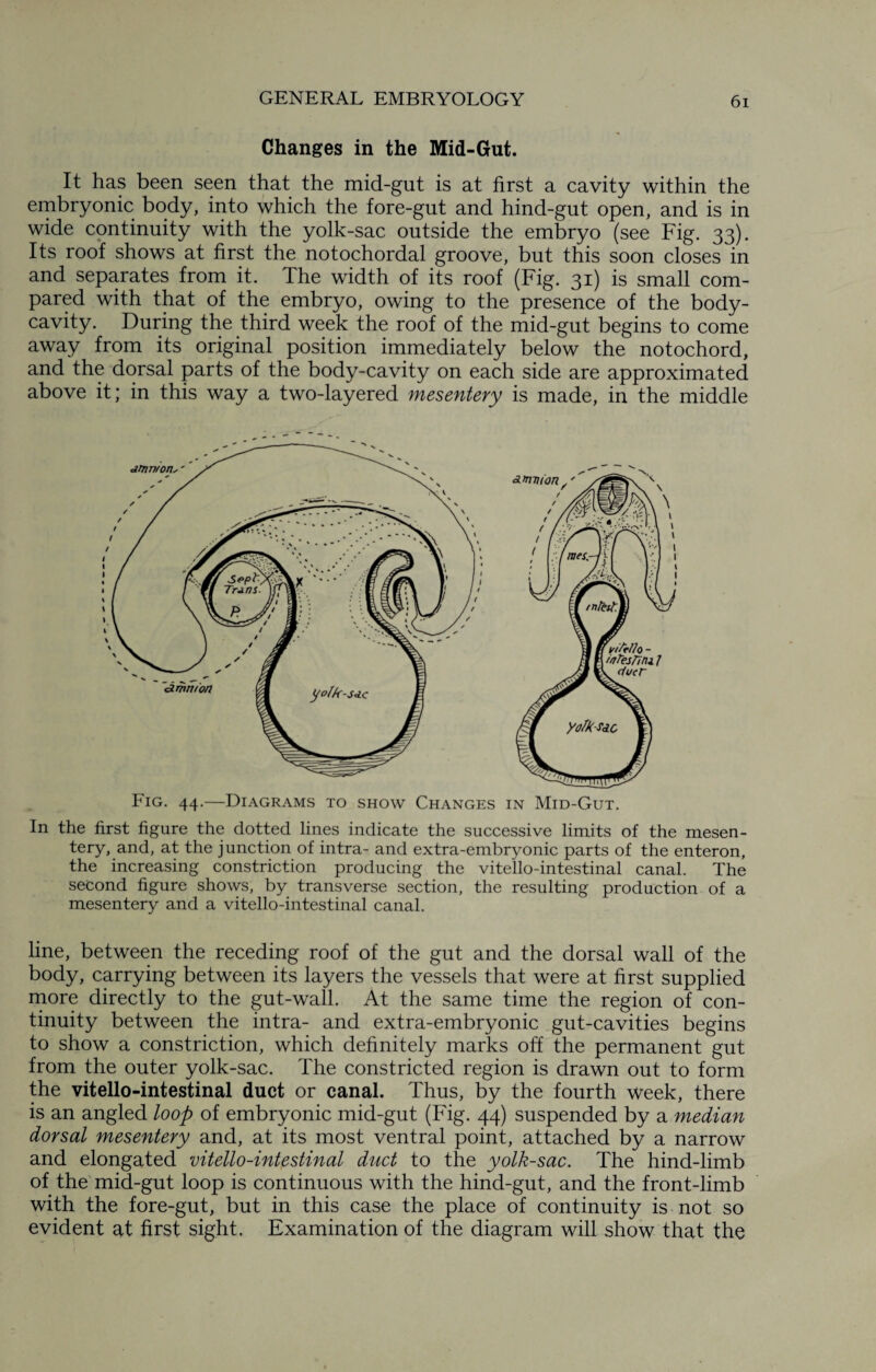 Changes in the Mid-Gut. It has been seen that the mid-gut is at first a cavity within the embryonic body, into which the fore-gut and hind-gut open, and is in wide continuity with the yolk-sac outside the embryo (see Fig. 33). Its roof shows at first the notochordal groove, but this soon closes in and separates from it. The width of its roof (Fig. 31) is small com¬ pared with that of the embryo, owing to the presence of the body- cavity. During the third week the roof of the mid-gut begins to come away from its original position immediately below the notochord, and the dorsal parts of the body-cavity on each side are approximated above it; in this way a two-layered mesentery is made, in the middle Fig. 44.—Diagrams to show Changes in Mid-Gut. In the first figure the dotted lines indicate the successive limits of the mesen¬ tery, and, at the junction of intra- and extra-embryonic parts of the enteron, the increasing constriction producing the vitello-intestinal canal. The second figure shows, by transverse section, the resulting production of a mesentery and a vitello-intestinal canal. line, between the receding roof of the gut and the dorsal wall of the body, carrying between its layers the vessels that were at first supplied more directly to the gut-wall. At the same time the region of con¬ tinuity between the intra- and extra-embryonic gut-cavities begins to show a constriction, which definitely marks off the permanent gut from the outer yolk-sac. The constricted region is drawn out to form the vitello-intestinal duct or canal. Thus, by the fourth week, there is an angled loop of embryonic mid-gut (Fig. 44) suspended by a median dorsal mesentery and, at its most ventral point, attached by a narrow and elongated vitello-intestinal duct to the yolk-sac. The hind-limb of the mid-gut loop is continuous with the hind-gut, and the front-limb with the fore-gut, but in this case the place of continuity is not so evident at first sight. Examination of the diagram will show that the