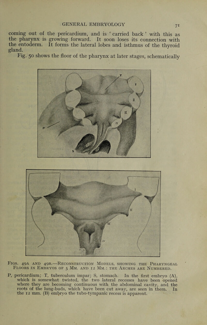 coming out of the pericardium, and is ' carried back ’ with this as the pharynx is growing forward. It soon loses its connection with the entoderm. It forms the lateral lobes and isthmus of the thyroid gland. Fig- 5° shows the floor of the pharynx at later stages, schematically Figs. 49A and 49B.—Reconstruction Models, showing the Pharyngeal Floors in Embryos of 5 Mm. and 12 Mm.: the Arches are Numbered. P, pericardium; T, tuberculum impar; S, stomach. In the first embryo (A), which is somewhat twisted, the two lateral recesses have been opened where they are becoming continuous with the abdominal cavity, and the roots of the lung-buds, which have been cut away, are seen in them. In the 12 mm. (B) embryo the tubo-tympanic recess is apparent.