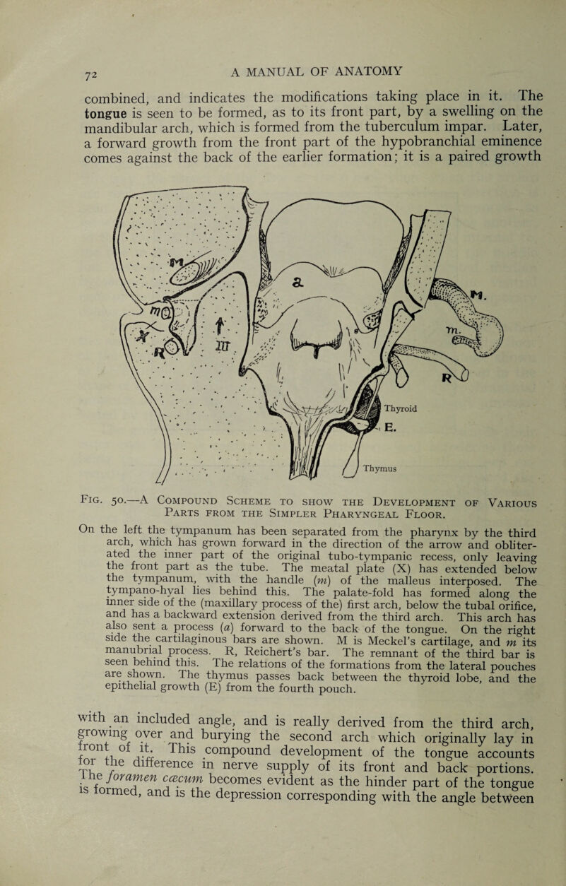 combined, and indicates the modifications taking place in it. The tongue is seen to be formed, as to its front part, by a swelling on the mandibular arch, which is formed from the tuberculum impar. Later, a forward growth from the front part of the hypobranchial eminence comes against the back of the earlier formation; it is a paired growth Fig. 50.—A Compound Scheme to show the Development of Various Parts from the Simpler Pharyngeal Floor. On the left the tympanum has been separated from the pharynx by the third arch, which has grown forward in the direction of the arrow and obliter¬ ated the inner part of the original tubo-tympanic recess, only leaving the front part as the tube. The meatal plate (X) has extended below the tympanum, with the handle (m) of the malleus interposed. The tympano-hyal lies behind this. The palate-fold has formed along the inner side of the (maxillary process of the) first arch, below the tubal orifice, and has a backward extension derived from the third arch. This arch has also sent a process (a) forward to the back of the tongue. On the right side the cartilaginous bars are shown. M is Meckel’s cartilage, and m its manubrial process. R, Reichert’s bar. The remnant of the third bar is seen behind this. The relations of the formations from the lateral pouches are shown. The thymus passes back between the thyroid lobe, and the epithelial growth (E) from the fourth pouch. with an included angle, and is really derived from the third arch, growing over and burying the second arch which originally lay in 1 on ° it. This compound development of the tongue accounts for me difference m nerve supply of its front and back portions, i he foramen ccecum becomes evident as the hinder part of the tongue orme , and is the depression corresponding with the angle between