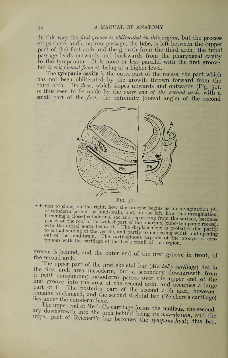 In this way the first groove is obliterated in this region, but the process stops there, and a narrow passage, the tube, is left between the (upper part of the) first arch and the growth from the third arch; the tubal passage leads outwards and backwards from the pharyngeal cavity to the tympanum. It is more or less parallel with the first groove, but is not formed from it, being at a higher level. The tympanic cavity is the outer part of the recess, the part which has not been obliterated by the growth thrown forward from the third arch. Its floor, which slopes upwards and outwards (Fig. 51), is thus seen to be made by the outer end of the second arch, with a small part of the first; the extremity (dorsal angle) of the second Schemes to show on the right, how the otocyst begins as an invagination (A) of ectoderm beside the hind-brain, and, on the left, how this invagination becoming a closed ectodermal sac and separating from the surface becomes P -fwr°n !he T?0i °f the Wlde.st Part of the pharynx (tu bo-tympanic recess) with the dorsal aorta below it. The displacement is probably due partly out thenhindgb0re ne ^ t0 “siT widt^and mt ol the hind-brain. The cartilaginous capsule of the otocvst is con? uous with the cartilage of the basis cranii of this region. ?h°e0sVeecondbarhchd’ ^ ^ °Uter 6nd °f the first 8roove in Rout, of tbeTfihe+UPPe[ Part °f the first skeletal bar (Meckel’s cartilage) lies in he first arch area mesoderm, but a secondary downgrowth from it (with surrounding mesoderm) passes over the upper end of the SS ST The0 thetarea 0f y® fsec°nd -Ch, and Occupies a° large part ol it. The posterior part of the second arch area however Skdetal bar (Reichert^ cartilage) I he upper end of Meckel’s cartilage forms the malleus the sernnrl upahrcbbehind beins its manubrilI) and the' IP pa t of Reicherts bar becomes the tympano-hyal; this bar,