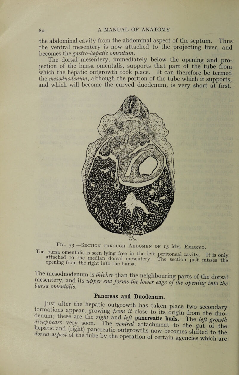 the abdominal cavity from the abdominal aspect of the septum. Thus the ventral mesentery is now attached to the projecting liver, and becomes the gastro-hepatic omentum. The dorsal mesentery, immediately below the opening and pro¬ jection of the bursa omentalis, supports that part of the tube from which the hepatic outgrowth took place. It can therefore be termed the mesoduodenum, although the portion of the tube which it supports, and which will become the curved duodenum, is very short at first. Fig- 53-—Section through Abdomen of 15 Mm. Embryo. The Vlrs? <’,m!Ilti!!is is seen free in the left peritoneal cavitv. It is only attached to the median dorsal mesentery. The section just misses the opening from the right into the bursa. J The mesoduodenum is thicker than the neighbouring parts of the dorsal mesentery and its upper end forms the lower edge of the opening into the Pancreas and Duodenum. f after the hepatic outgrowth has taken place two secondary formations appear, growing from it close to its origin from the duo- ’ these are the ngil and dft pancreatic buds. The left growth disappears very soon. The ventral attachment to the gut of the +PlnTeatlC outgrowths now becomes shffted to the dorsal aspect of the tube by the operation of certain agencies which are