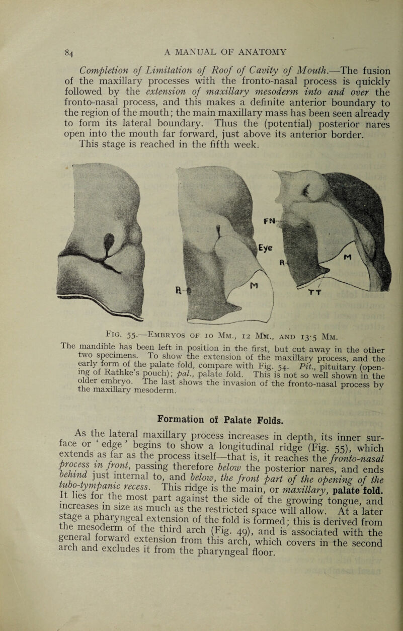 Completion of Limitation of Roof of Cavity of Mouth.—The fusion of the maxillary processes with the fronto-nasal process is quickly followed by the extension of maxillary mesoderm into and over the fronto-nasal process, and this makes a definite anterior boundary to the region of the mouth; the main maxillary mass has been seen already to form its lateral boundary. Thus the (potential) posterior nares open into the mouth far forward, just above its anterior border. This stage is reached in the fifth week. Fig. 55-—Embryos of io Mm., 12 Mm., and 13-5 Mm. The mandible has been left in position in the first, but cut away in the other two specimens. To show the extension of the maxillary process, and the early mrm of the palate fold, compare with Fig. 54. Pit., pituitary (open¬ ing of Rathke s pouch); pal., palate fold. This is not so well shown in the o der embryo. The last shows the invasion of the fronto-nasal process bv the maxillary mesoderm. Formation of Palate Folds. As the lateral maxillary process increases in depth, its inner sur¬ face or edge begins to show a longitudinal ridge (Fig. 55), which extends as far as the process itself—that is, it reaches the fronto-nasal process in front, passing therefore below the posterior nares, and ends behind just internal to, and below, the front part of the opening of the u 0- ympanic recess. This ridge is the main, or maxillary, palate fold. les or e most part against the side of the growing tongue, and ncreases m size as much as the restricted space will allow. At a later stage a pharyngeal extension of the fold is formed; this is derived from “f°drerta ,of third arch (Fig. 49), and is associated with the frrh nnrl FT 1 ex.tei}slon (,0ln this arch, which covers in the second c ch and excludes it from the pharyngeal floor.