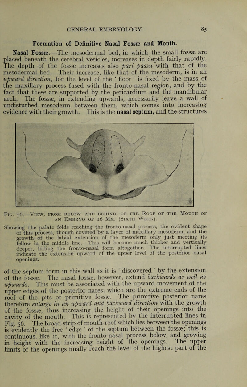 Formation of Definitive Nasal Fossae and Mouth. Nasal Fossae.—The mesodermal bed, in which the small fossae are placed beneath the cerebral vesicles, increases in depth fairly rapidly. The depth of the fossae increases also pari passu with that of the mesodermal bed. Their increase, like that of the mesoderm, is in an upward direction, for the level of the ‘ floor ’ is fixed by the mass of the maxillary process fused with the fronto-nasal region, and by the fact that these are supported by the pericardium and the mandibular arch. The fossae, in extending upwards, necessarily leave a wall of undisturbed mesoderm between them, which comes into increasing evidence with their growth. This is the nasal septum, and the structures Fig. 56._View, from below and behind, of the Roof of the Mouth of an Embryo of 16 Mm. (Sixth Week). Showing the palate folds reaching the fronto-nasal process, the evident shape of this process, though covered by a layer of maxillary mesoderm, and the growth of the labial extension of the mesoderm only just meeting its fellow in the middle line. This will become much thicker and vertically deeper, hiding the fronto-nasal form altogether. The interrupted lines indicate the extension upward of the upper level of the posterior nasal openings. of the septum form in this wall as it is ‘ discovered ' by the extension of the foss96. The nasal fossae, however, extend backwards as well as upwards. This must be associated with the upward movement of the upper edges of the posterior nares, which are the extreme ends of the roof of the pits or primitive fossae. The primitive posterior nares therefore enlarge in an upward and backward direction with the growth of the fossae, thus increasing the height of their openings into the cavity of the mouth. This is represented by the interrupted lines in Fig. 56. The broad strip of mouth-roof which lies between the openings is evidently the free ‘ edge ’ of the septum between the fossae; this is continuous, like it, with the fronto-nasal process below, and growing in height with the increasing height of the openings. The upper limits of the openings finally reach the level of the highest part of the