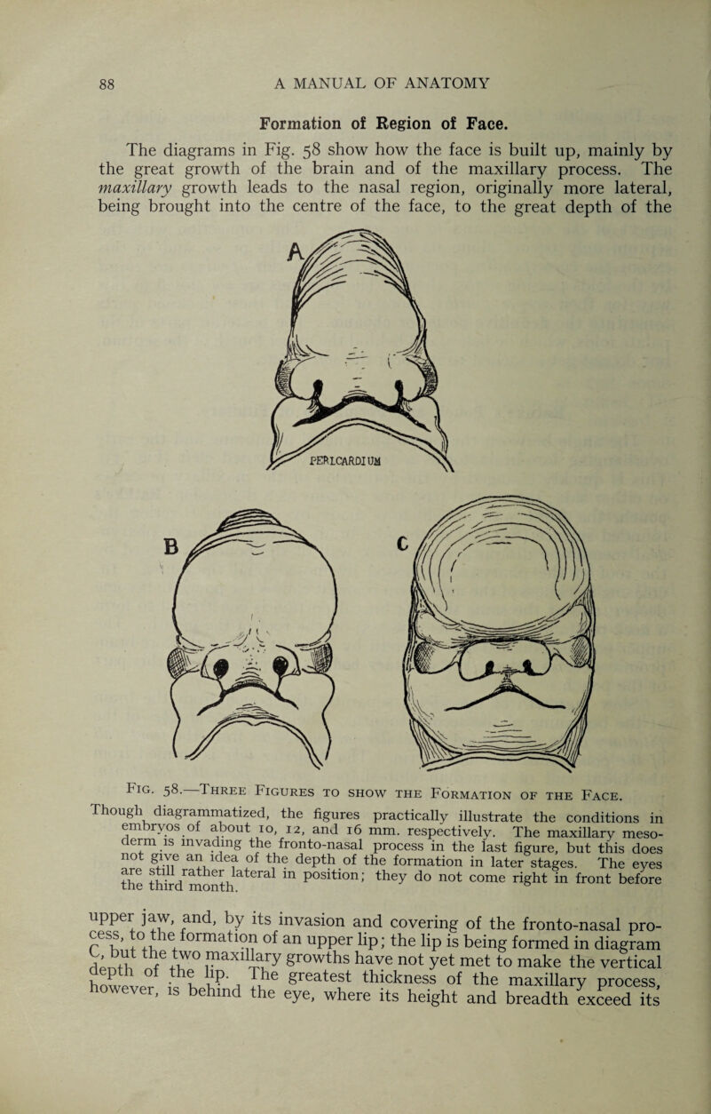 Formation of Region of Face. The diagrams in Fig. 58 show how the face is built up, mainly by the great growth of the brain and of the maxillary process. The maxillary growth leads to the nasal region, originally more lateral, being brought into the centre of the face, to the great depth of the Fig. 58.—Three Figures to show the Formation of the Face. Though diagrammatized, the figures practically illustrate the conditions in embryos of about 10, 12, and 16 mm. respectively. The maxillary meso¬ derm is invading the fronto-nasal process in the last figure, but this does not give an idea of the depth of the formation in later stages. The eyes the thirdrmonthlateral m positlon; they do not come right in Font before upper jaw, and, by its invasion and covering of the fronto-nasal pro- cess, to the formation of an upper lip; the lip is being formed in diagram d Jab iiW° maxillary growths have not yet met to make the vertical however ic b wn Ti!16 £reatest thickness of the maxillary process, ehmd the eye, where its height and breadth exceed its