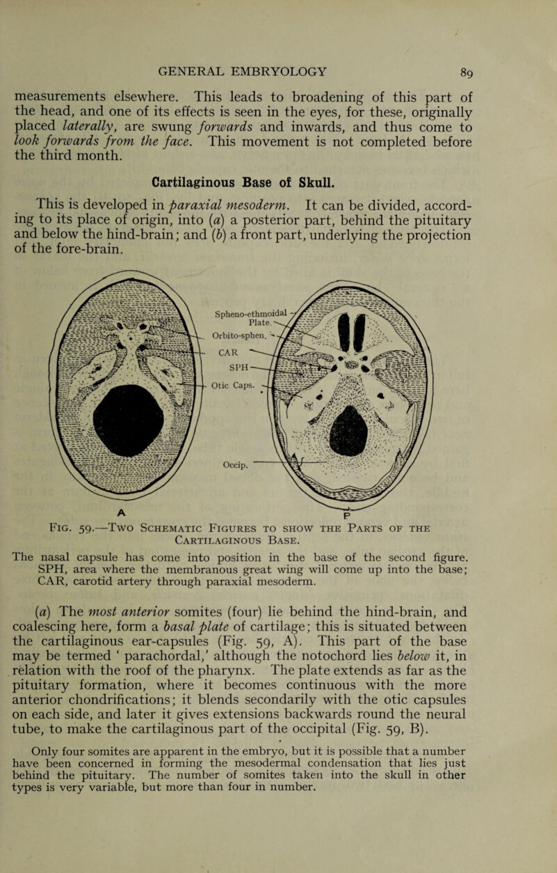 measurements elsewhere. This leads to broadening of this part of the head, and one of its effects is seen in the eyes, for these, originally placed laterally, are swung forwards and inwards, and thus come to look forwards from the face. This movement is not completed before the third month. Cartilaginous Base of Skull. This is developed in paraxial mesoderm. It can be divided, accord¬ ing to its place of origin, into {a) a posterior part, behind the pituitary and below the hind-brain; and (b) a front part, underlying the projection of the fore-brain. A Occip. Spheno-ethmoidal Plate, Orbito-sphen. CAR SPH Otic Caps P Fig. 59.—Two Schematic Figures to show the Parts of the Cartilaginous Base. The nasal capsule has come into position in the base of the second figure. SPH, area where the membranous great wing will come up into the base; CAR, carotid artery through paraxial mesoderm. (a) The most anterior somites (four) lie behind the hind-brain, and coalescing here, form a basal plate of cartilage; this is situated between the cartilaginous ear-capsules (Fig. 59, A). This part of the base may be termed ‘ parachordal/ although the notochord lies below it, in relation with the roof of the pharynx. The plate extends as far as the pituitary formation, where it becomes continuous with the more anterior chondrifications; it blends secondarily with the otic capsules on each side, and later it gives extensions backwards round the neural tube, to make the cartilaginous part of the occipital (Fig. 59, B). Only four somites are apparent in the embryo, but it is possible that a number have been concerned in forming the mesodermal condensation that lies just behind the pituitary. The number of somites taken into the skull in other types is very variable, but more than four in number.