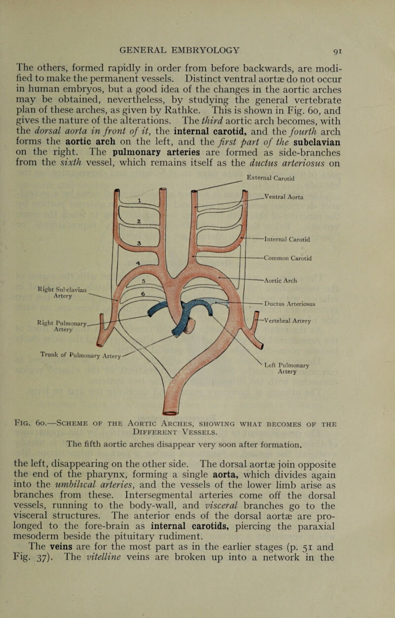 The others, formed rapidly in order from before backwards, are modi¬ fied to make the permanent vessels. Distinct ventral aortae do not occur in human embryos, but a good idea of the changes in the aortic arches may be obtained, nevertheless, by studying the general vertebrate plan of these arches, as given by Rathke. This is shown in Fig. 60, and gives the nature of the alterations. The third aortic arch becomes, with the dorsal aorta in front of it, the internal carotid, and the fourth arch forms the aortic arch on the left, and the first part of the subclavian on the right. The pulmonary arteries are formed as side-branches from the sixth vessel, which remains itself as the ductus arteriosus on Fig. 6o.—Scheme of the Aortic Arches, showing what becomes of the Different Vessels. The fifth aortic arches disappear very soon after formation. the left, disappearing on the other side. The dorsal aortae join opposite the end of the pharynx, forming a single aorta, which divides again into the umbilical arteries, and the vessels of the lower limb arise as branches from these. Intersegmental arteries come off the dorsal vessels, running to the body-wall, and visceral branches go to the visceral structures. The anterior ends of the dorsal aortae are pro¬ longed to the fore-brain as internal carotids, piercing the paraxial mesoderm beside the pituitary rudiment. The veins are for the most part as in the earlier stages (p. 51 and Fig. 37). The vitelline veins are broken up into a network in the