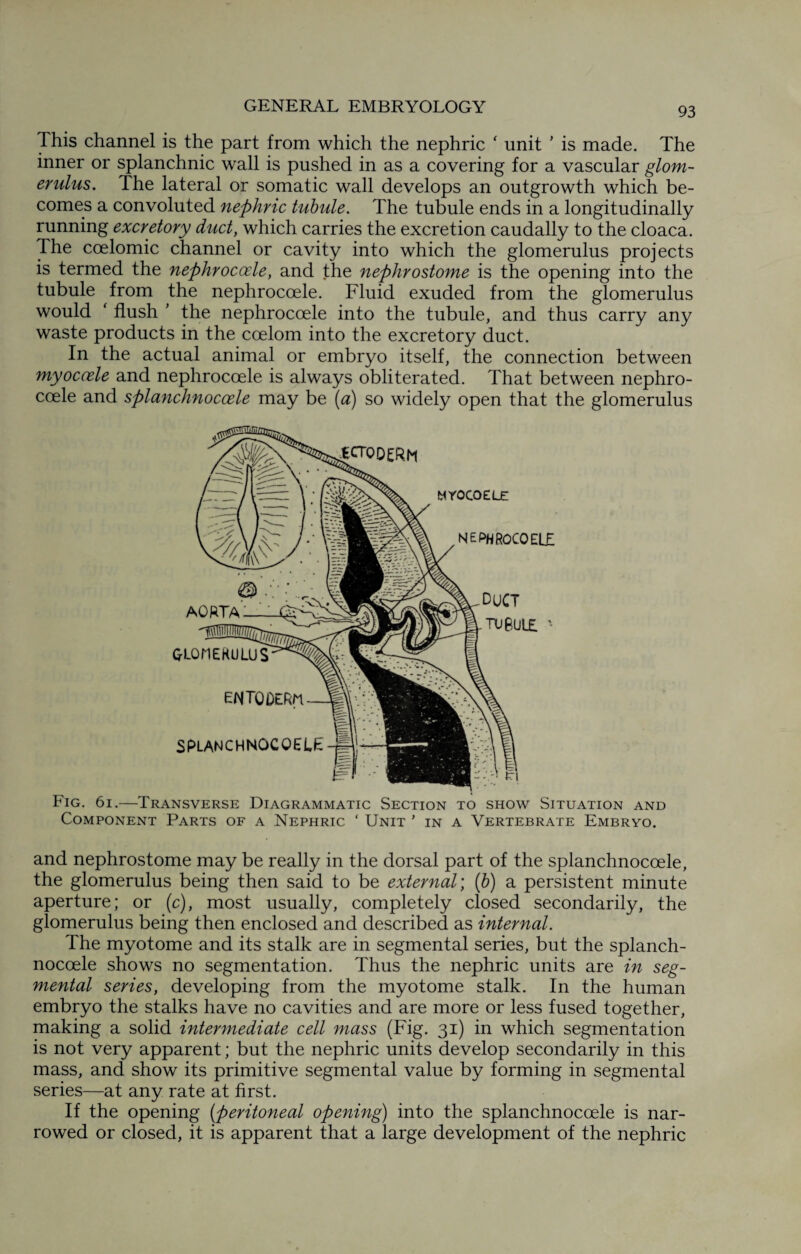 This channel is the part from which the nephric ‘ unit ’ is made. The inner or splanchnic wall is pushed in as a covering for a vascular glom¬ erulus. The lateral or somatic wall develops an outgrowth which be¬ comes a convoluted nephric tubule. The tubule ends in a longitudinally running excretory duct, which carries the excretion caudally to the cloaca. The coelomic channel or cavity into which the glomerulus projects is termed the nephrocoele, and the nephrostome is the opening into the tubule from the nephrocoele. Fluid exuded from the glomerulus would ‘ flush ’ the nephrocoele into the tubule, and thus carry any waste products in the coelom into the excretory duct. In the actual animal or embryo itself, the connection between myoccele and nephrocoele is always obliterated. That between nephro¬ coele and splanchnocoele may be (a) so widely open that the glomerulus Fig. 6i.—Transverse Diagrammatic Section to show Situation and Component Parts of a Nephric ‘ Unit ’ in a Vertebrate Embryo. and nephrostome may be really in the dorsal part of the splanchnocoele, the glomerulus being then said to be external; (b) a persistent minute aperture; or (c), most usually, completely closed secondarily, the glomerulus being then enclosed and described as internal. The myotome and its stalk are in segmental series, but the splanch¬ nocoele shows no segmentation. Thus the nephric units are in seg¬ mental series, developing from the myotome stalk. In the human embryo the stalks have no cavities and are more or less fused together, making a solid intermediate cell mass (Fig. 31) in which segmentation is not very apparent; but the nephric units develop secondarily in this mass, and show its primitive segmental value by forming in segmental series—at any rate at first. If the opening (_peritoneal opening) into the splanchnocoele is nar¬ rowed or closed, it is apparent that a large development of the nephric