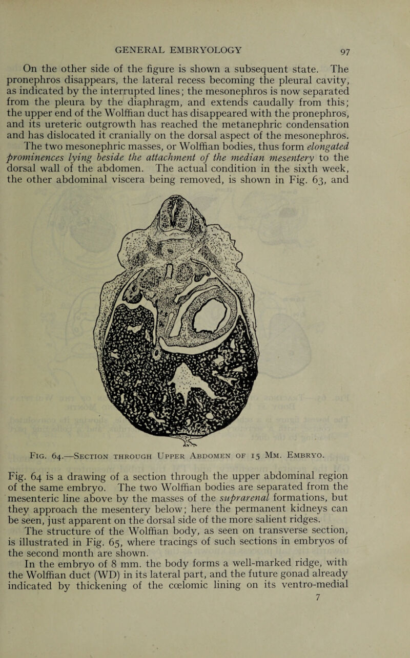 On the other side of the figure is shown a subsequent state. The pronephros disappears, the lateral recess becoming the pleural cavity, as indicated by the interrupted lines; the mesonephros is now separated from the pleura by the diaphragm, and extends caudally from this; the upper end of the Wolffian duct has disappeared with the pronephros, and its ureteric outgrowth has reached the metanephric condensation and has dislocated it cranially on the dorsal aspect of the mesonephros. The two mesonephric masses, or Wolffian bodies, thus form elongated prominences lying beside the attachment of the median mesentery to the dorsal wall of the abdomen. The actual condition in the sixth week, the other abdominal viscera being removed, is shown in Fig. 63, and Fig. 64.—Section through Upper Abdomen of 15 Mm. Embryo. Fig. 64 is a drawing of a section through the upper abdominal region of the same embryo. The two Wolffian bodies are separated from the mesenteric line above by the masses of the suprarenal formations, but they approach the mesentery below; here the permanent kidneys can be seen, just apparent on the dorsal side of the more salient ridges. The structure of the Wolffian body, as seen on transverse section, is illustrated in Fig. 65, where tracings of such sections in embryos of the second month are shown. In the embryo of 8 mm. the body forms a well-marked ridge, with the Wolffian duct (WD) in its lateral part, and the future gonad already indicated by thickening of the coelomic lining on its ventro-medial 7