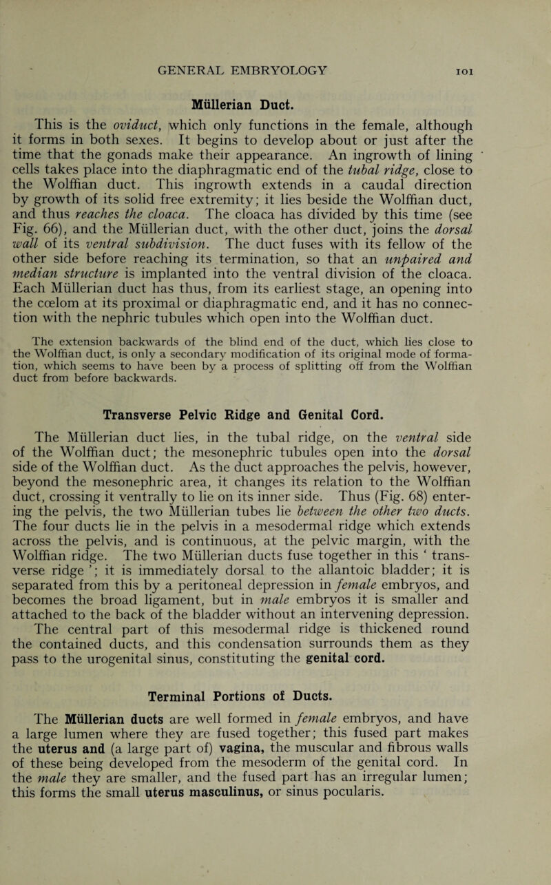Mullerian Duct. This is the oviduct, which only functions in the female, although it forms in both sexes. It begins to develop about or just after the time that the gonads make their appearance. An ingrowth of lining cells takes place into the diaphragmatic end of the tubal ridge, close to the Wolffian duct. This ingrowth extends in a caudal direction by growth of its solid free extremity; it lies beside the Wolffian duct, and thus reaches the cloaca. The cloaca has divided by this time (see Fig. 66), and the Mullerian duct, with the other duct, joins the dorsal wall of its ventral subdivision. The duct fuses with its fellow of the other side before reaching its termination, so that an unpaired and median structure is implanted into the ventral division of the cloaca. Each Mullerian duct has thus, from its earliest stage, an opening into the coelom at its proximal or diaphragmatic end, and it has no connec¬ tion with the nephric tubules which open into the Wolffian duct. The extension backwards of the blind end of the duct, which lies close to the Wolffian duct, is only a secondary modification of its original mode of forma¬ tion, which seems to have been by a process of splitting off from the Wolffian duct from before backwards. Transverse Pelvic Ridge and Genital Cord. The Mullerian duct lies, in the tubal ridge, on the ventral side of the Wolffian duct; the mesonephric tubules open into the dorsal side of the Wolffian duct. As the duct approaches the pelvis, however, beyond the mesonephric area, it changes its relation to the Wolffian duct, crossing it ventrally to lie on its inner side. Thus (Fig. 68) enter¬ ing the pelvis, the two Mullerian tubes lie between the other two ducts. The four ducts lie in the pelvis in a mesodermal ridge which extends across the pelvis, and is continuous, at the pelvic margin, with the Wolffian ridge. The two Mullerian ducts fuse together in this ‘ trans¬ verse ridge ’; it is immediately dorsal to the allantoic bladder; it is separated from this by a peritoneal depression in female embryos, and becomes the broad ligament, but in male embryos it is smaller and attached to the back of the bladder without an intervening depression. The central part of this mesodermal ridge is thickened round the contained ducts, and this condensation surrounds them as they pass to the urogenital sinus, constituting the genital cord. Terminal Portions of Ducts. The Mullerian ducts are well formed in female embryos, and have a large lumen where they are fused together; this fused part makes the uterus and (a large part of) vagina, the muscular and fibrous walls of these being developed from the mesoderm of the genital cord. In the male they are smaller, and the fused part has an irregular lumen; this forms the small uterus masculinus, or sinus pocularis.