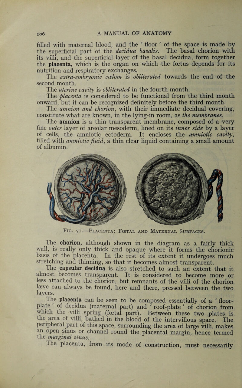 filled with maternal blood, and the ' floor ’ of the space is made by the superficial part of the decidua basalis. The basal chorion with its villi, and the superficial layer of the basal decidua, form together the placenta, which is the organ on which the foetus depends for its nutrition and respiratory exchanges. The extra-embryonic coelom is obliterated towards the end of the second month. The uterine cavity is obliterated in the fourth month. The placenta is considered to be functional from the third month onward, but it can be recognized definitely before the third month. The amnion and chorion, with their immediate decidual covering, constitute what are known, in the lying-in room, as the membranes. The amnion is a thin transparent membrane, composed of a very fine outer layer of areolar mesoderm, lined on its inner side by a layer of cells, the amniotic ectoderm. It encloses the amniotic cavity, filled with amniotic fluid, a thin clear liquid containing a small amount of albumin. Fig. 71.—Placenta: Fcetal and Maternal Surfaces. The chorion, although shown in the diagram as a fairly thick wall, is really only thick and opaque where it forms the chorionic basis of the placenta. In the rest of its extent it undergoes much stretching and thinning, so that it becomes almost transparent. Ihe capsular decidua is also stretched to such an extent that it almost becomes transparent. It is considered to become more or less attached to the chorion, but remnants of the villi of the chorion laeve can always be found, here and there, pressed between the two layers. The placenta can be seen to be composed essentially of a ‘ floor- plate of decidua (maternal part) and ‘ roof-plate * of chorion from which the villi spring (foetal part). Between these two plates is the area of villi, bathed in the blood of the intervillous space. The peripheral part of this space, surrounding the area of large villi, makes an open sinus or channel round the placental margin, hence termed the marginal sinus. The placenta, from its mode of construction, must necessarily