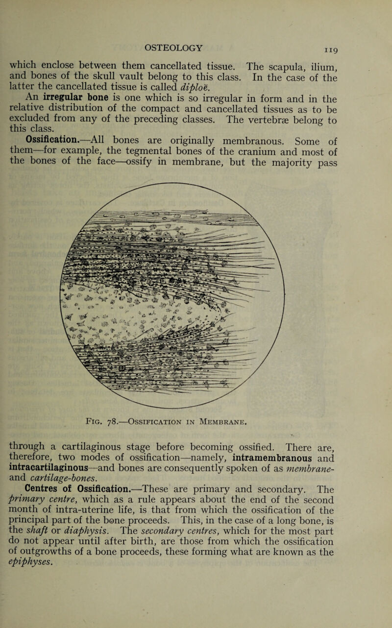 H9 which enclose between them cancellated tissue. The scapula, ilium, and bones of the skull vault belong to this class. In the case of the latter the cancellated tissue is called diploe. An irregular bone is one which is so irregular in form and in the relative distribution of the compact and cancellated tissues as to be excluded from any of the preceding classes. The vertebrae belong to this class. Ossification.—All bones are originally membranous. Some of them for example, the tegmental bones of the cranium and most of the bones of the face—ossify in membrane, but the majority pass Fig. 78.—Ossification in Membrane. through a cartilaginous stage before becoming ossified. There are, therefore, two modes of ossification—namely, intramembranous and intracartilaginous—and bones are consequently spoken of as membrane- and cartilage-bones. Centres of Ossification.—These are primary and secondary. The primary centre, which as a rule appears about the end of the second month of intra-uterine life, is that from which the ossification of the principal part of the bone proceeds. This, in the case of a long bone, is the shaft or diaphysis. The secondary centres, which for the most part do not appear until after birth, are those from which the ossification of outgrowths of a bone proceeds, these forming what are known as the epiphyses.