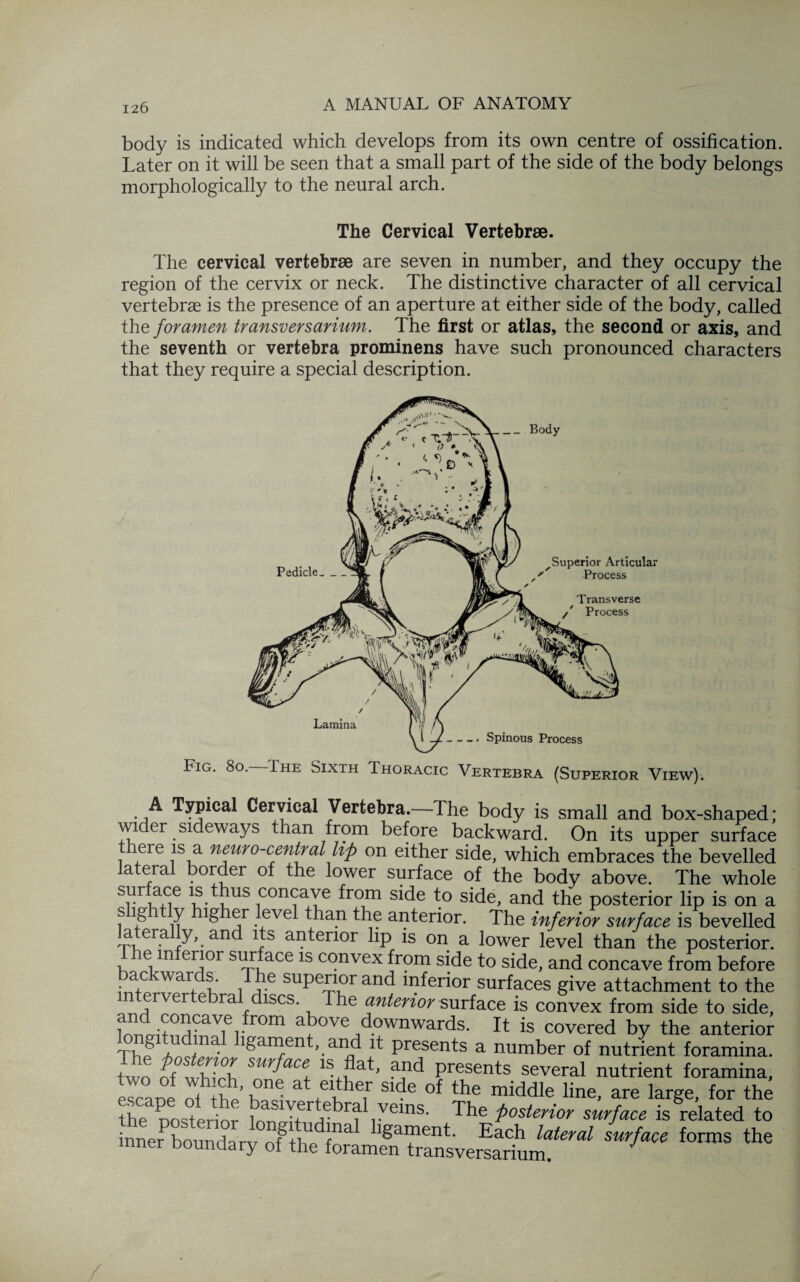 body is indicated which develops from its own centre of ossification. Later on it will be seen that a small part of the side of the body belongs morphologically to the neural arch. The Cervical Vertebrae. The cervical vertebrae are seven in number, and they occupy the region of the cervix or neck. The distinctive character of all cervical vertebras is the presence of an aperture at either side of the body, called the foramen transversarium. The first or atlas, the second or axis, and the seventh or vertebra prominens have such pronounced characters that they require a special description. Fig. 80. I he Sixth Thoracic Vertebra (Superior View). A Typical Cervical Vertebra. The body is small and box-shaped; wider sideways than from before backward. On its upper surface there is a nemo central lip on either side, which embraces the bevelled lateral border of the lower surface of the body above. The whole surface thus concave from side to side, and the posterior lip is on a ? ? iT ^ ? -fve^ ^an the anterior. The inferior surface is bevelled laterally, and its anterior lip is on a lower level than the posterior, e m enor sur ace is convex from side to side, and concave from before ac wards. The superior and inferior surfaces give attachment to the intervertebral discs The anterior surface is convex from side to side, iS,from above downwards. It is covered by the anterior Thp^ a / • gament, and it presents a number of nutrient foramina, tiO Of tvllrh surface, 18 and presents several nutrient foramina, escaoe of the* & ,eiJdier Slde °f the middle line, are large, for the the Dosterior 1nrioIfr^krt\^einS* Poster^or surface is related to inner bound a rv off]11 ^amen^- Each lateral surface forms the inner boundary of the foramen transversarium. -