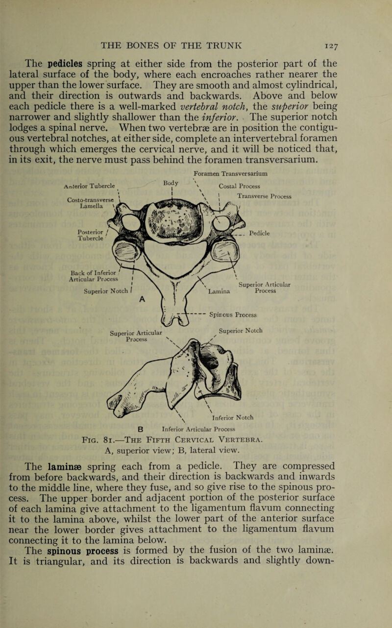 The pedicles spring at either side from the posterior part of the lateral surface of the body, where each encroaches rather nearer the upper than the lower surface. They are smooth and almost cylindrical, and their direction is outwards and backwards. Above and below each pedicle there is a well-marked vertebral notch, the superior being narrower and slightly shallower than the inferior. The superior notch lodges a spinal nerve. When two vertebrae are in position the contigu¬ ous vertebral notches, at either side, complete an intervertebral foramen through which emerges the cervical nerve, and it will be noticed that, in its exit, the nerve must pass behind the foramen transversarium. Anterior Tubercle Costo-transverse Lamella \ Posterior j Tubercle Foramen Transversarium \ Costal Process Transverse Process Back of Inferior ' / Articular Process I 1 Superior Notch I _Pedicle Superior Articular Process x Superior Articular Lamina Process  Spinous Process Superior Notch Inferior Notch B Inferior Articular Process Fig. 81.—The Fifth Cervical Vertebra. A, superior view; B, lateral view. The laminae spring each from a pedicle. They are compressed from before backwards, and their direction is backwards and inwards to the middle line, where they fuse, and so give rise to the spinous pro¬ cess. The upper border and adjacent portion of the posterior surface of each lamina give attachment to the ligamentum flavum connecting it to the lamina above, whilst the lower part of the anterior surface near the lower border gives attachment to the ligamentum flavum connecting it to the lamina below. The spinous process is formed by the fusion of the two laminae. It is triangular, and its direction is backwards and slightly down-