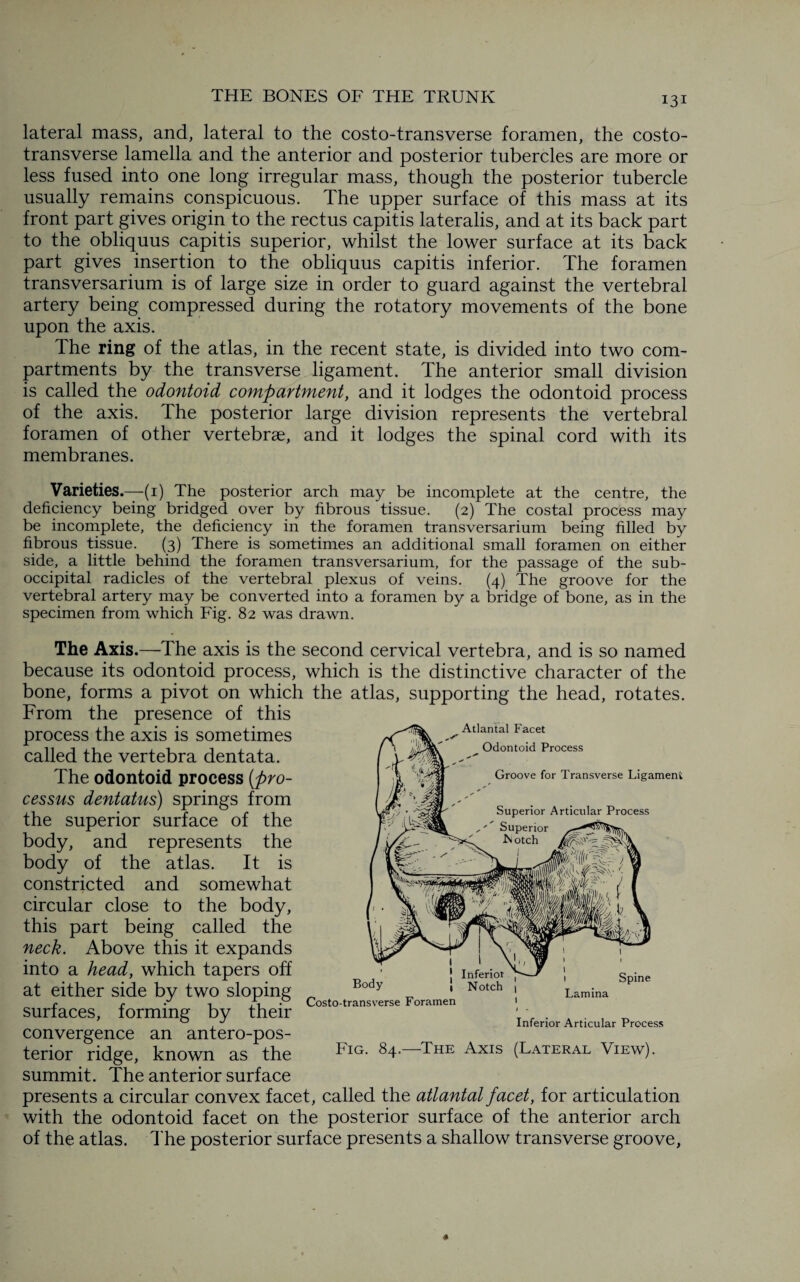 lateral mass, and, lateral to the costo-transverse foramen, the costo¬ transverse lamella and the anterior and posterior tubercles are more or less fused into one long irregular mass, though the posterior tubercle usually remains conspicuous. The upper surface of this mass at its front part gives origin to the rectus capitis lateralis, and at its back part to the obliquus capitis superior, whilst the lower surface at its back part gives insertion to the obliquus capitis inferior. The foramen transversarium is of large size in order to guard against the vertebral artery being compressed during the rotatory movements of the bone upon the axis. The ring of the atlas, in the recent state, is divided into two com¬ partments by the transverse ligament. The anterior small division is called the odontoid compartment, and it lodges the odontoid process of the axis. The posterior large division represents the vertebral foramen of other vertebrae, and it lodges the spinal cord with its membranes. Varieties.—(1) The posterior arch may be incomplete at the centre, the deficiency being bridged over by fibrous tissue. (2) The costal process may be incomplete, the deficiency in the foramen transversarium being filled by fibrous tissue. (3) There is sometimes an additional small foramen on either side, a little behind the foramen transversarium, for the passage of the sub- occipital radicles of the vertebral plexus of veins. (4) The groove for the vertebral artery may be converted into a foramen by a bridge of bone, as in the specimen from which Fig. 82 was drawn. Atlantal Facet Odontoid Process Groove for Transverse Ligament Superior Articular Process Superior hotch The Axis.—The axis is the second cervical vertebra, and is so named because its odontoid process, which is the distinctive character of the bone, forms a pivot on which the atlas, supporting the head, rotates. From the presence of this process the axis is sometimes called the vertebra dentata. The odontoid process (_pro¬ cessus dentatus) springs from the superior surface of the body, and represents the body of the atlas. It is constricted and somewhat circular close to the body, this part being called the neck. Above this it expands into a head, which tapers off at either side by two sloping surfaces, forming by their convergence an antero-pos- terior ridge, known as the summit. The anterior surface presents a circular convex facet, called the atlantal facet, for articulation with the odontoid facet on the posterior surface of the anterior arch of the atlas. The posterior surface presents a shallow transverse groove, Body Costo-transverse Foramen Lamina Inferior Articular Process