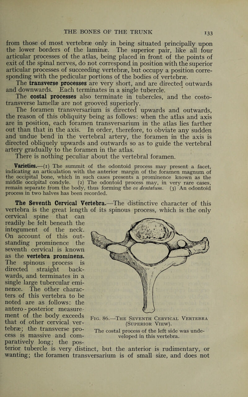 from those of most vertebrae only in being situated principally upon the lower borders of the laminae. The superior pair, like all four articular processes of the atlas, being placed in front of the points of exit of the spinal nerves, do not correspond in position with the superior articular processes of succeeding vertebrae, but occupy a position corre¬ sponding with the pedicular portions of the bodies of vertebrae. The transverse processes are very short, and are directed outwards and downwards. Each terminates in a single tubercle. The costal processes also terminate in tubercles, and the costo¬ transverse lamellae are not grooved superiorly. The foramen transversarium is directed upwards and outwards, the reason of this obliquity being as follows: when the atlas and axis are in position, each foramen transversarium in the atlas lies farther out than that in the axis. In order, therefore, to obviate any sudden and undue bend in the vertebral artery, the foramen in the axis is directed obliquely upwards and outwards so as to guide the vertebral artery gradually to the foramen in the atlas. There is nothing peculiar about the vertebral foramen. Varieties.—(1) The summit of the odontoid process may present a facet, indicating an articulation with the anterior margin of the foramen magnum of the occipital bone, which in such cases presents a prominence known as the middle occipital condyle. (2) The odontoid process may, in very rare cases, remain separate from the body, thus forming the os dentatum. (3) An odontoid process in two halves has been recorded. The Seventh Cervical Vertebra.—The distinctive character of this vertebra is the great length of its spinous process, which is the only cervical spine that can readily be felt beneath the integument of the neck. On account of this out¬ standing prominence the seventh cervical is known as the vertebra prominens. The spinous process is directed straight back¬ wards, and terminates in a single large tubercular emi¬ nence. The other charac¬ ters of this vertebra to be noted are as follows: the antero - posterior measure¬ ment of the body exceeds that of other cervical ver¬ tebrae; the transverse pro¬ cess is massive and com¬ paratively long; the pos¬ terior tubercle is very distinct, but the anterior is rudimentary, or wanting; the foramen transversarium is of small size, and does not Fig. 86.—The Seventh Cervical Vertebra (Superior View). The costal process of the left side was unde¬ veloped in this vertebra.