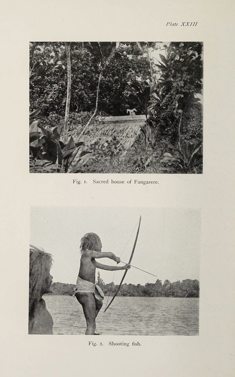 Plate XXIII -- r, Fig. 2. Shooting fish