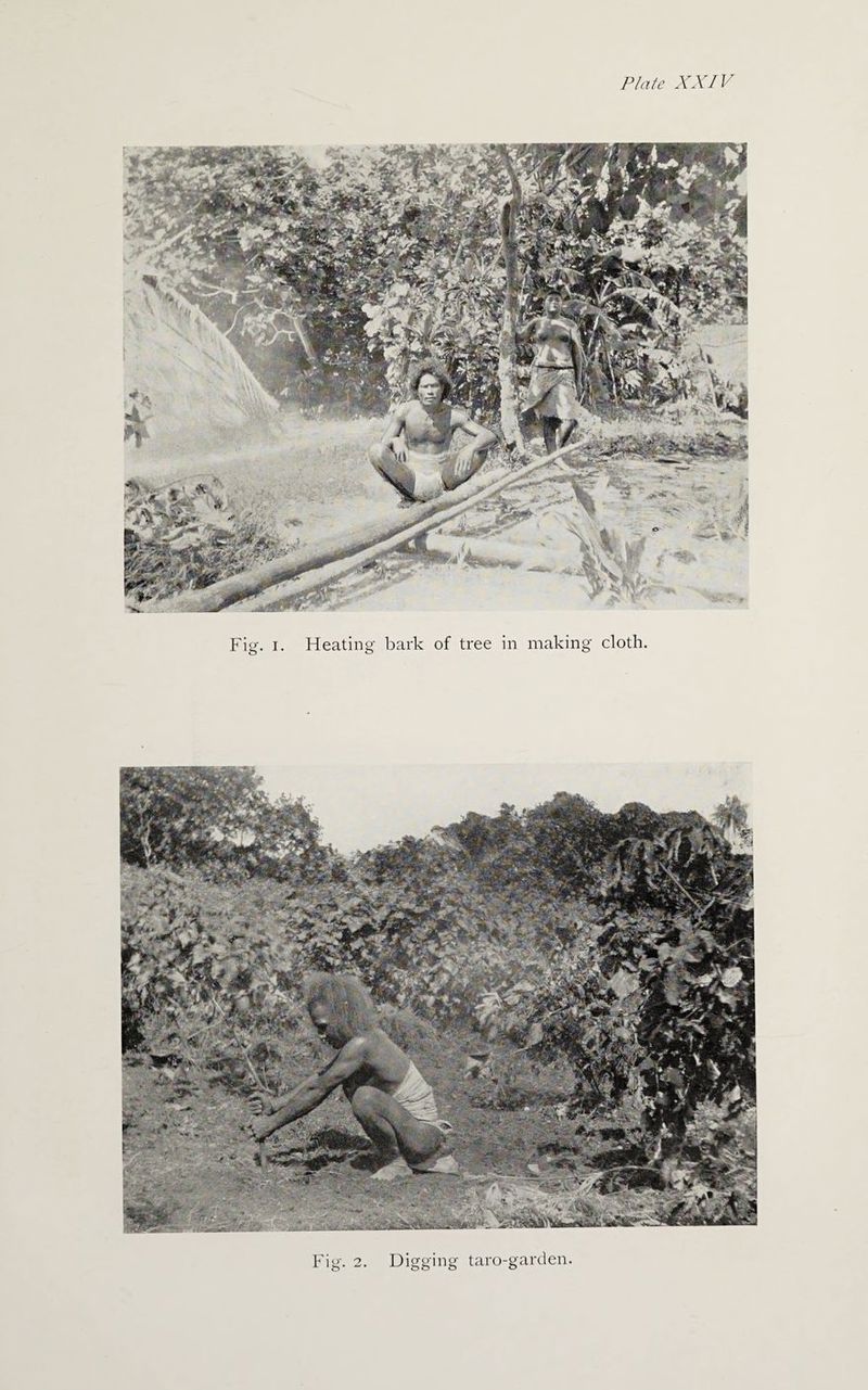 ■ •v' *v&- Fig. 2. Digging taro-garden