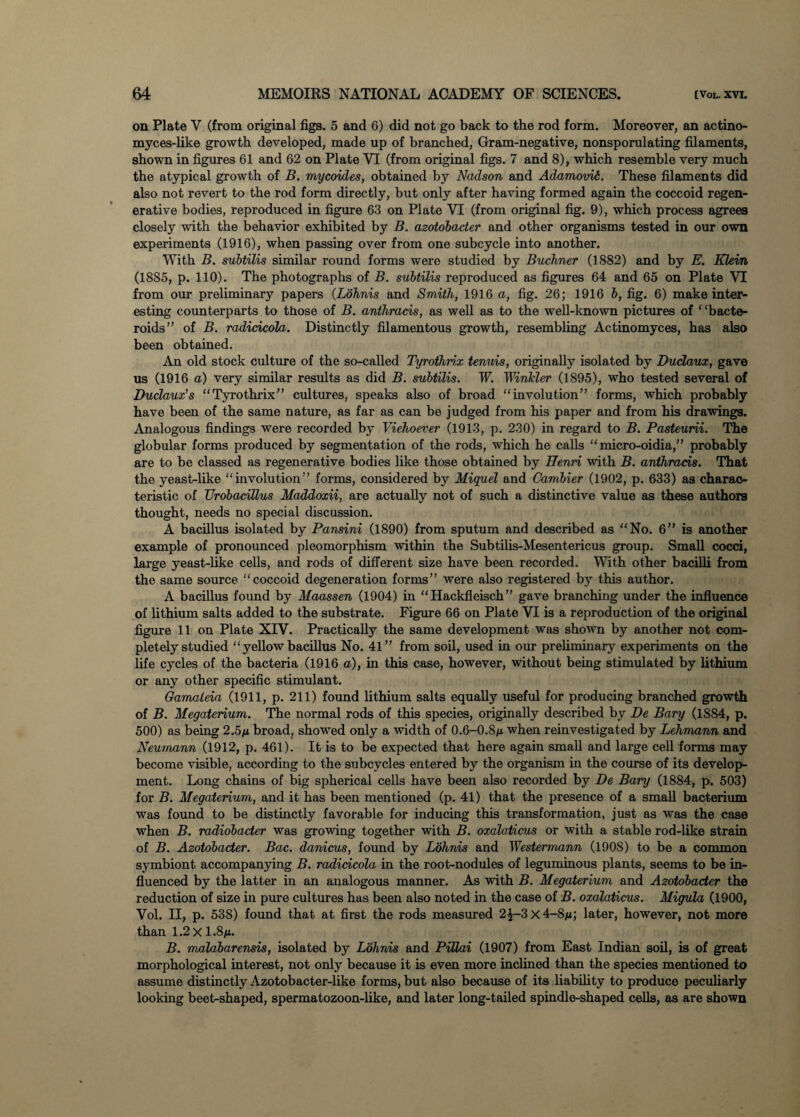 on Plate V (from original figs. 5 and 6) did not go back to the rod form. Moreover, an actino- myces-like growth developed, made up of branched, Gram-negative, nonsporulating filaments, shown in figures 61 and 62 on Plate VI (from original figs. 7 and 8), which resemble very much the atypical growth of B. mycoides, obtained by Nadson and Adamovii. These filaments did also not revert to the rod form directly, but only after having formed again the coccoid regen¬ erative bodies, reproduced in figure 63 on Plate VI (from original fig. 9), which process agrees closely with the behavior exhibited by B. azotobader and other organisms tested in our own experiments (1916), when passing over from one subcycle into another. With B. subtilis similar round forms were studied by Buchner (1882) and by E. Klein (18S5, p. 110). The photographs of B. subtilis reproduced as figures 64 and 65 on Plate VT from our preliminary papers (Lohnis and Smith, 1916 a, fig. 26; 1916 b, fig. 6) make inter¬ esting counterparts to those of B. anthracis, as well as to the well-known pictures of 1 ‘bacte- roids” of B. radicicola. Distinctly filamentous growth, resembling Actinomyces, has also been obtained. An old stock culture of the so-called Tyrothnx tenuis, originally isolated by Duclaux, gave us (1916 a) very similar results as did B. subtilis. W. Winkler (1895), who tested several of Duclaux’s “Tyrothrix” cultures, speaks also of broad “involution” forms, which probably have been of the same nature, as far as can be judged from his paper and from his drawings. Analogous findings were recorded by Viehoever (1913, p. 230) in regard to B. Pasteurii. The globular forms produced by segmentation of the rods, which he calls “ micro-oidia,” probably are to be classed as regenerative bodies like those obtained by Henri with B. anthracis. That the yeast-like “involution” forms, considered by Miquel and Cambier (1902, p. 633) as charac¬ teristic of Urobacillus Maddoxii, are actually not of such a distinctive value as these authors thought, needs no special discussion. A bacillus isolated by Pansini (1890) from sputum and described as “No. 6” is another example of pronounced pleomorphism within the Subtilis-Mesentericus group. Small cocci, large yeast-like cells, and rods of different size have been recorded. With other bacilli from the same source “coccoid degeneration forms” were also registered by this author. A bacillus found by Maassen (1904) in “Hackfleisch” gave branching under the influence of lithium salts added to the substrate. Figure 66 on Plate VI is a reproduction of the original figure 11 on Plate XIV. Practically the same development was shown by another not com¬ pletely studied “ yellow bacillus No. 41” from soil, used in our preliminary experiments on the life cycles of the bacteria (1916 a), in this case, however, without being stimulated by lithium or any other specific stimulant. Gamaleia (1911, p. 211) found lithium salts equally useful for producing branched growth of B. Megaterium. The normal rods of this species, originally described by De Bary (1884, p. 500) as being 2.5n broad, showed only a width of 0.6-0.8/z when reinvestigated by Lehmann and Neutriann (1912, p. 461). It is to be expected that here again small and large cell forms may become visible, according to the subcycles entered by the organism in the course of its develop¬ ment. Long chains of big spherical cells have been also recorded by De Bary (1884, p. 503) for B. Megaterium, and it has been mentioned (p. 41) that the presence of a small bacterium was found to be distinctly favorable for inducing this transformation, just as was the case when B. radiobader was growing together with B. oxalaticus or with a stable rod-like strain of B. Azotobader. Bac. danicus, found by Lohnis and Westermann (190S) to be a common symbiont accompanying B. radicicola in the root-nodules of leguminous plants, seems to be in¬ fluenced by the latter in an analogous manner. As with B. Megaterium and Azotobader the reduction of size in pure cultures has been also noted in the case of B. oxalaticus. Migula (1900, Vol. II, p. 538) found that at first the rods measured 2£-3 x 4-8m; later, however, not more than 1.2xl.8|U. B. rnalabarensis, isolated by Lohnis and PiUai (1907) from East Indian soil, is of great morphological interest, not only because it is even more inclined than the species mentioned to assume distinctly Azotobacter-like forms, but also because of its liability to produce peculiarly looking beet-shaped, spermatozoon-like, and later long-tailed spindle-shaped cells, as are shown