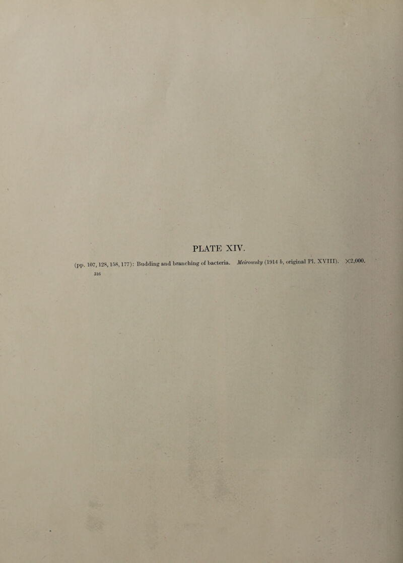 (pp. 107,128,158,177): Budding and branching of bacteria. Meirowslcy (1914 b, original PI. X\ III) X2.000. 310