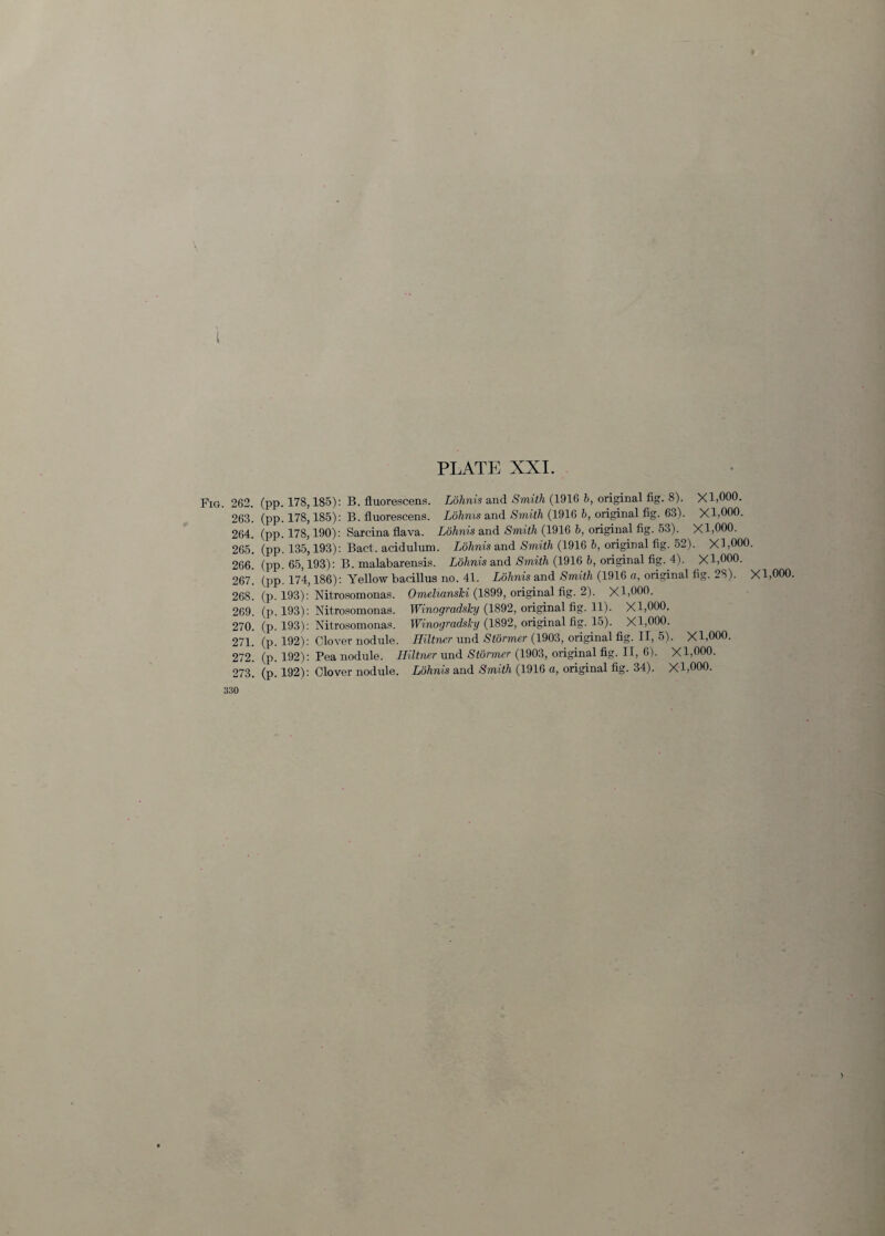 Fig. 262. (pp. 178,185): B. fluorescens. Lohnis and Smith (1916 h, original fig. 8). XI,000. 263. (pp. 178,185): B. fluorescens. Lohnis and Smith (1916 b, original fig. 63). XI,000. 264. (pp. 178,190): Sarcina flava. Lohnis and Smith (1916 b, original fig. 53). XI,000. 265. (pp. 135,193): Bact. acidulum. Lohnis and Smith (1916 b, original fig. 52). XI,000. 266. (pp. 65,193): B. malabarensis. Lohnis and Smith (1916 b, original fig. 4). Xl,000. 267. (pp. 174,186): Yellow bacillus no. 41. Lohnis and Smith (1916 a, original fig. 28). XI,000. 268. (p. 193): Nitrosomonas. Omelianslci (1899, original fig. 2). XI,000. 269. (p. 193): Nitrosomonas. Winogradsky (1892, original fig. 11). XI,000. 270. (p. 193): Nitrosomonas. Winogradsky (1892, original fig. 15). XI,000. 271. (p. 192): Clover nodule. Hiltner und Stormer (1903, original fig. II, 5). Xl.000. 272. (p. 192): Pea nodule. ILiltner und Stormer (1903, original fig. II, 6). XI,000. 273. (p. 192): Clover nodule. Lohnis and Smith (1916 a, original fig. 34). X 1,000.