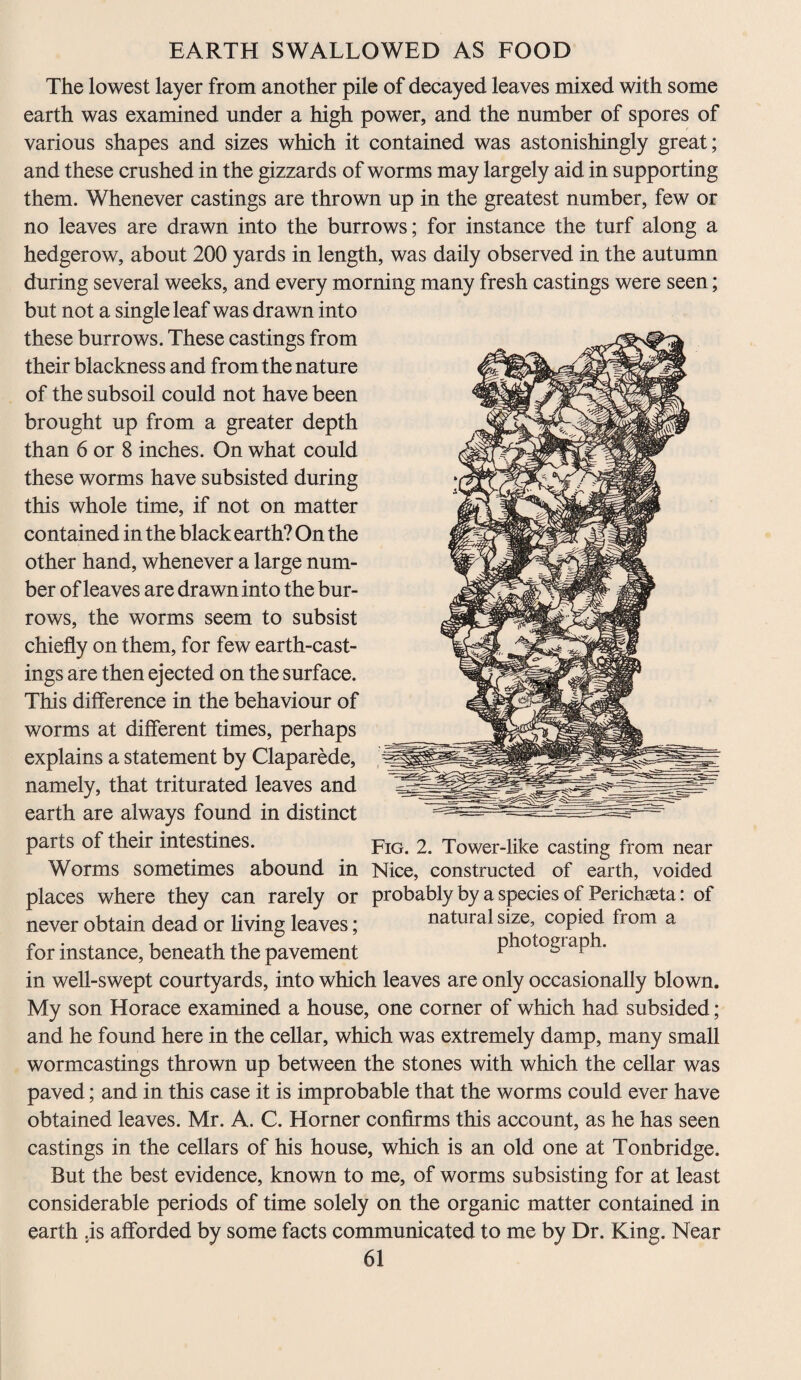 EARTH SWALLOWED AS FOOD The lowest layer from another pile of decayed leaves mixed with some earth was examined under a high power, and the number of spores of various shapes and sizes which it contained was astonishingly great; and these crushed in the gizzards of worms may largely aid in supporting them. Whenever castings are thrown up in the greatest number, few or no leaves are drawn into the burrows; for instance the turf along a hedgerow, about 200 yards in length, was daily observed in the autumn during several weeks, and every morning many fresh castings were seen; but not a single leaf was drawn into these burrows. These castings from their blackness and from the nature of the subsoil could not have been brought up from a greater depth than 6 or 8 inches. On what could these worms have subsisted during this whole time, if not on matter contained in the black earth? On the other hand, whenever a large num¬ ber of leaves are drawn into the bur¬ rows, the worms seem to subsist chiefly on them, for few earth-cast¬ ings are then ejected on the surface. This difference in the behaviour of worms at different times, perhaps explains a statement by Claparede, namely, that triturated leaves and earth are always found in distinct parts of their intestines. Worms sometimes abound in Fig. 2. Tower-like casting from near Nice, constructed of earth, voided places where they can rarely or probably by a species of Perichaeta: of never obtain dead or living leaves; natural size, copied from a for instance, beneath the pavement photograph. in well-swept courtyards, into which leaves are only occasionally blown. My son Horace examined a house, one corner of which had subsided; and he found here in the cellar, which was extremely damp, many small wormcastings thrown up between the stones with which the cellar was paved; and in this case it is improbable that the worms could ever have obtained leaves. Mr. A. C. Horner confirms this account, as he has seen castings in the cellars of his house, which is an old one at Tonbridge. But the best evidence, known to me, of worms subsisting for at least considerable periods of time solely on the organic matter contained in earth .is afforded by some facts communicated to me by Dr. King. Near