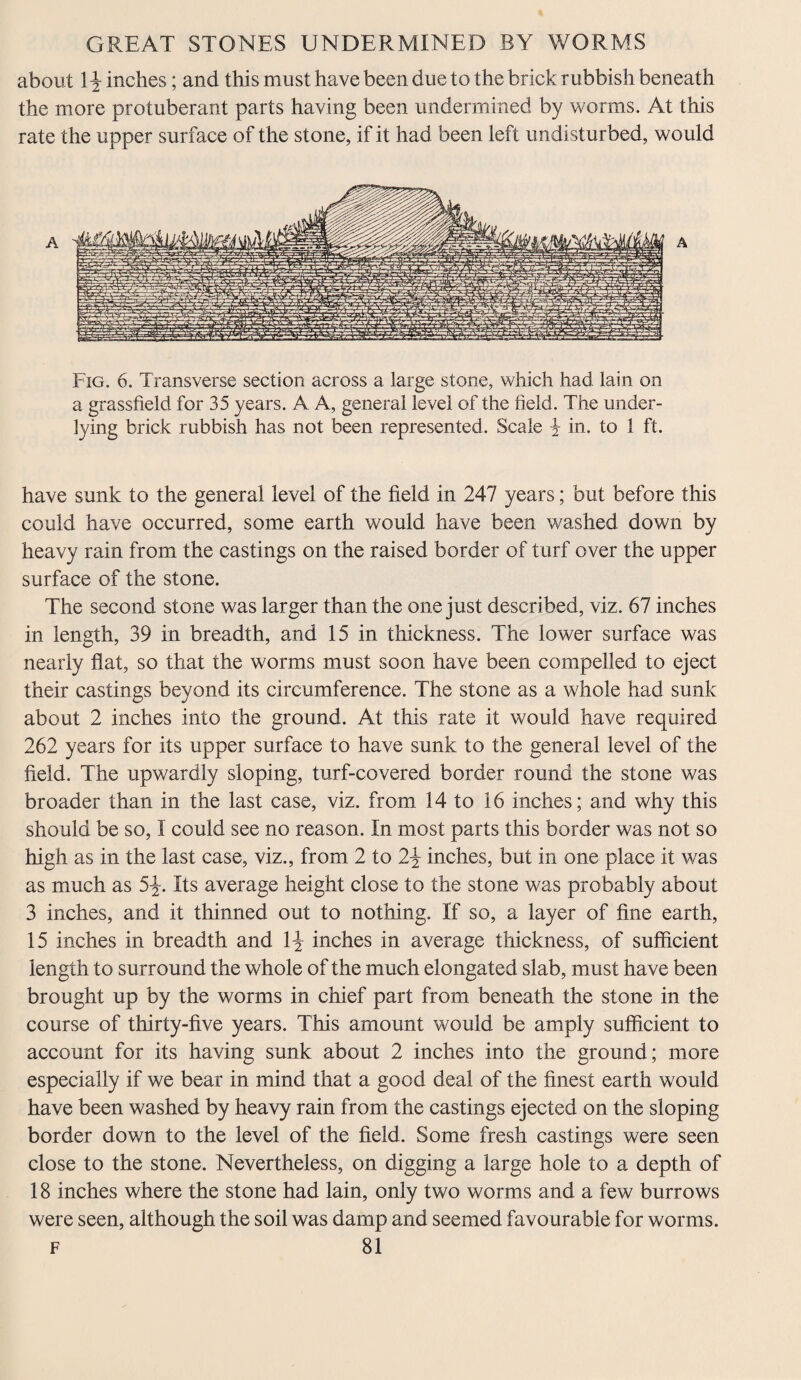 about \\inches; and this must have been due to the brick rubbish beneath the more protuberant parts having been undermined by worms. At this rate the upper surface of the stone, if it had been left undisturbed, would A A Fig. 6. Transverse section across a large stone, which had lain on a grassfield for 35 years. A A, general level of the field. The under¬ lying brick rubbish has not been represented. Scale £ in. to 1 ft. have sunk to the general level of the field in 247 years; but before this could have occurred, some earth would have been washed down by heavy rain from the castings on the raised border of turf over the upper surface of the stone. The second stone was larger than the one just described, viz. 67 inches in length, 39 in breadth, and 15 in thickness. The lower surface was nearly flat, so that the worms must soon have been compelled to eject their castings beyond its circumference. The stone as a whole had sunk about 2 inches into the ground. At this rate it would have required 262 years for its upper surface to have sunk to the general level of the field. The upwardly sloping, turf-covered border round the stone was broader than in the last case, viz. from 14 to 16 inches; and why this should be so, I could see no reason. In most parts this border was not so high as in the last case, viz., from 2 to 2£ inches, but in one place it was as much as 5£. Its average height close to the stone was probably about 3 inches, and it thinned out to nothing. If so, a layer of fine earth, 15 inches in breadth and 1£ inches in average thickness, of sufficient length to surround the whole of the much elongated slab, must have been brought up by the worms in chief part from beneath the stone in the course of thirty-five years. This amount would be amply sufficient to account for its having sunk about 2 inches into the ground; more especially if we bear in mind that a good deal of the finest earth would have been washed by heavy rain from the castings ejected on the sloping border down to the level of the field. Some fresh castings were seen close to the stone. Nevertheless, on digging a large hole to a depth of 18 inches where the stone had lain, only two worms and a few burrows were seen, although the soil was damp and seemed favourable for worms.