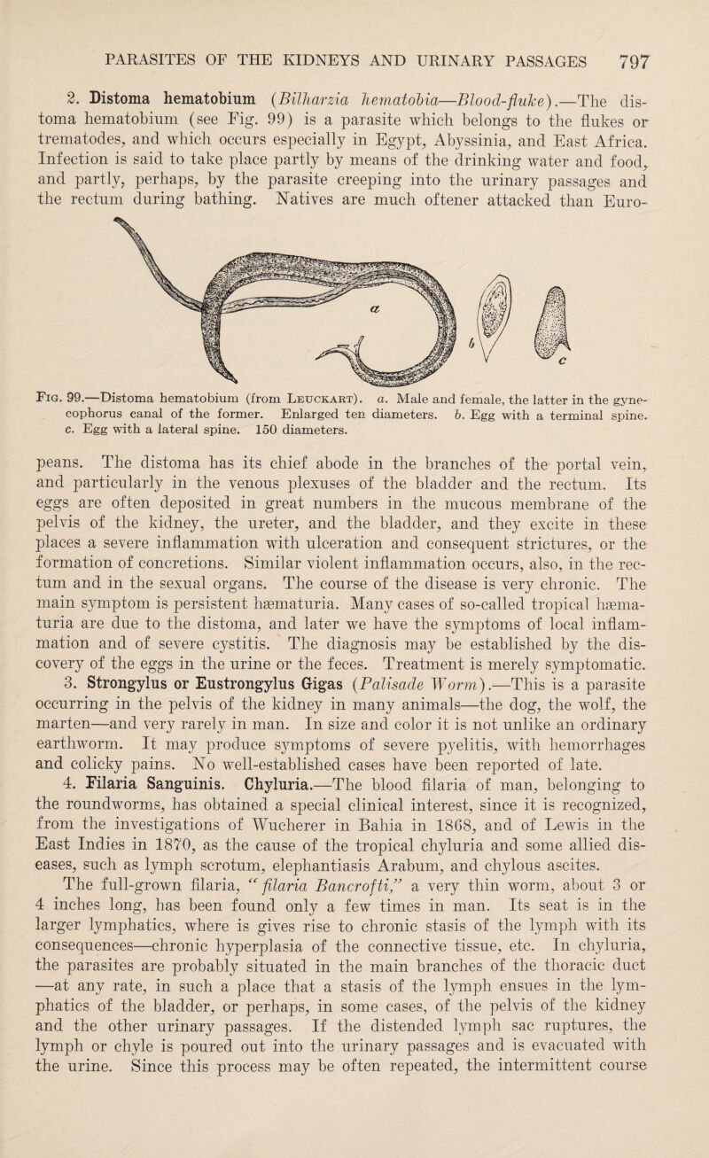 2. Distoma hematobium (Bilharzia hernatobia—Blood-fluke).—The dis¬ toma hematobium (see Fig. 99) is a parasite which belongs to the flukes or trematodes, and which occurs especially in Egypt, Abyssinia, and East Africa. Infection is said to take place partly by means of the drinking water and food, and partly, perhaps, by the parasite creeping into the urinary passages and the rectum during bathing. Natives are much oftener attacked than Euro- Fig. 99.—Distoma hematobium (from Leuckart). a. Male and female, the latter in the gyne- cophorus canal of the former. Enlarged ten diameters, b. Egg with a terminal spine. c. Egg with a lateral spine. 150 diameters. peans. The distoma has its chief abode in the branches of the portal vein, and particularly in the venous plexuses of the bladder and the rectum. Its eggs are often deposited in great numbers in the mucous membrane of the pelvis of the kidney, the ureter, and the bladder, and they excite in these places a severe inflammation with ulceration and consequent strictures, or the formation of concretions. Similar violent inflammation occurs, also, in the rec¬ tum and in the sexual organs. The course of the disease is very chronic. The main symptom is persistent haematuria. Many cases of so-called tropical haema- turia are due to the distoma, and later we have the symptoms of local inflam¬ mation and of severe cystitis. The diagnosis may he established by the dis¬ covery of the eggs in the urine or the feces. Treatment is merely symptomatic. 3. Strongylus or Eustrongylus Gigas (Palisade Worm).—This is a parasite occurring in the pelvis of the kidney in many animals—the dog, the wolf, the marten—and very rarely in man. In size and color it is not unlike an ordinary earthworm. It may produce symptoms of severe pyelitis, with hemorrhages and colicky pains. No well-established cases have been reported of late. 4. Filaria Sanguinis. Chyluria.—The blood filaria of man, belonging to the roundworms, has obtained a special clinical interest, since it is recognized, from the investigations of Wucherer in Bahia in 1868, and of Lewis in the East Indies in 1870, as the cause of the tropical chyluria and some allied dis¬ eases, such as lymph scrotum, elephantiasis Arabum, and chylous ascites. The full-grown filaria, “ filaria Bancroftif’ a very thin worm, about 3 or 4 inches long, has been found only a few times in man. Its seat is in the larger lymphatics, where is gives rise to chronic stasis of the lymph with its consequences—chronic hyperplasia of the connective tissue, etc. In chyluria, the parasites are probably situated in the main branches of the thoracic duct —at any rate, in such a place that a stasis of the lymph ensues in the lym¬ phatics of the bladder, or perhaps, in some cases, of the pelvis of the kidney and the other urinary passages. If the distended lymph sac ruptures, the lymph or chyle is poured out into the urinary passages and is evacuated with the urine. Since this process may be often repeated, the intermittent course