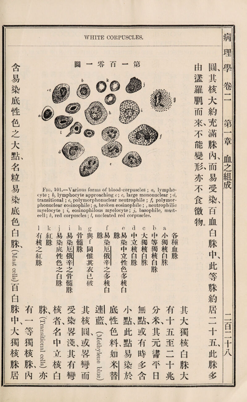 WHITE CORPUSCLES. 圓其核大約充滿滕內而易受染百血白滕中此等赚約居二十五此滕多 曲蠻羅鹏而张不能變歡亦不食微槪 忡.r,份U齡 祐刪 第 百 :審 圖 #5 綾 «嘗k U I U i r n气机h ji恥詔I ;’e:§1魏 o^i p 磯爲I o c_ n 化 sd ^ mb OK • T ,1. 、 .有一等獨核狀內 含易染底性色之大號名髓易染底色白獻(Mast ee是巧白滕中、大獨核滕居 參 r 护 P J.1 , fo瑞技T， 器•藍 货器§1 -e ;c 眉細I迸 還端 谷穗血脉 ce小獨核白滕 b中等獨據白脉 c大獨據白滕 d中立核白騰 e易染中立牲色多核白 f易染之多巧白 g與f同惟其衣己破 h骨髓脉 i易染之骨髓騰 j易染底性色么白脉 k紅騰 1有巧之紅騰 病理擧卷二 第三早血之組成