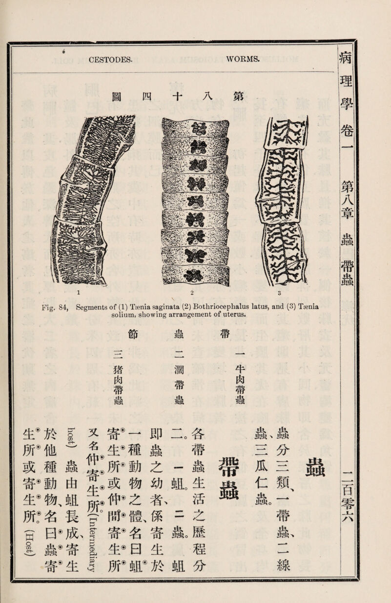 圖 四 八 第 mmm iff 八 __ 2 Fig. 84, Segments of (1) Tsenia saginata (2) Bothrioceplialus latus, and (3) Tsenia solium, showing arrangement of uterus. CESTODES. WORMS. 牛肉帶蟲 帶 蟲二濶帶蟲 節 三猪肉帶蟲 i分三類、一帶4二線 蟲三瓜仁1 帶蟲 各帶蟲生活之歷程分 二 一蛆。一i 蛆 即蟲之幼恭係寄生於 1種動物之體、名日， ®®®®®®®® |育 IH:^UPB1I12安所 又名w-^-^-0r:( Intermediary host)蟲由蛆長氣寄生 於他種動物、名iiiis ® ® ®®®0 生所或is生所(Host) iri子卷一 第八章蟲帶蟲 一百零六