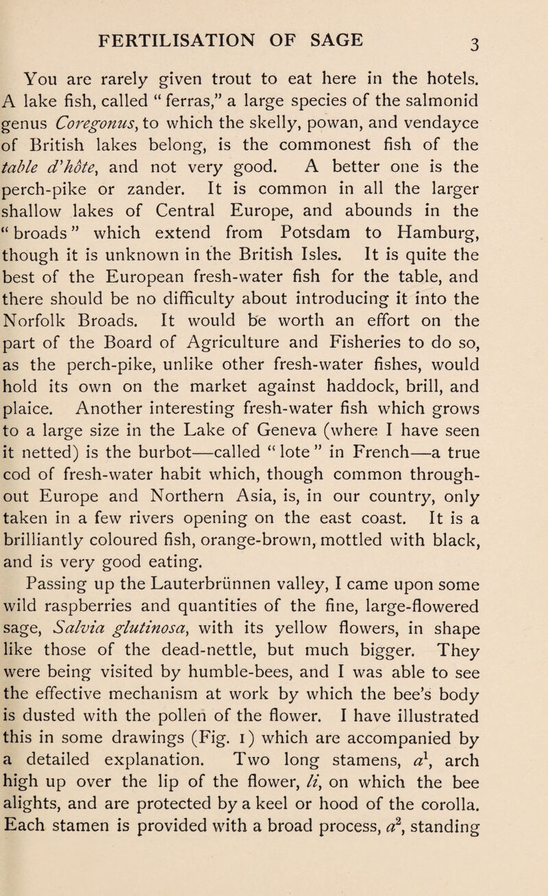 FERTILISATION OF SAGE You are rarely given trout to eat here in the hotels. A lake fish, called “ ferras,” a large species of the salmonid genus Coregonus, to which the skelly, powan, and vendayce of British lakes belong, is the commonest fish of the table d'hote, and not very good. A better one is the perch-pike or zander. It is common in all the larger shallow lakes of Central Europe, and abounds in the “ broads ” which extend from Potsdam to Hamburg, though it is unknown in the British Isles. It is quite the best of the European fresh-water fish for the table, and there should be no difficulty about introducing it into the Norfolk Broads. It would be worth an effort on the part of the Board of Agriculture and Fisheries to do so, as the perch-pike, unlike other fresh-water fishes, would hold its own on the market against haddock, brill, and plaice. Another interesting fresh-water fish which grows to a large size in the Lake of Geneva (where I have seen it netted) is the burbot—called “ lote ” in French—a true cod of fresh-water habit which, though common through¬ out Europe and Northern Asia, is, in our country, only taken in a few rivers opening on the east coast. It is a brilliantly coloured fish, orange-brown, mottled with black, and is very good eating. Passing up the Lauterbrunnen valley, I came upon some wild raspberries and quantities of the fine, large-flowered sage, Salvia glutinosa, with its yellow flowers, in shape like those of the dead-nettle, but much bigger. They were being visited by humble-bees, and I was able to see the effective mechanism at work by which the bee’s body is dusted with the pollen of the flower. I have illustrated this in some drawings (Fig. i) which are accompanied by a detailed explanation. Two long stamens, a1, arch high up over the lip of the flower, li, on which the bee alights, and are protected by a keel or hood of the corolla. Each stamen is provided with a broad process, a2, standing